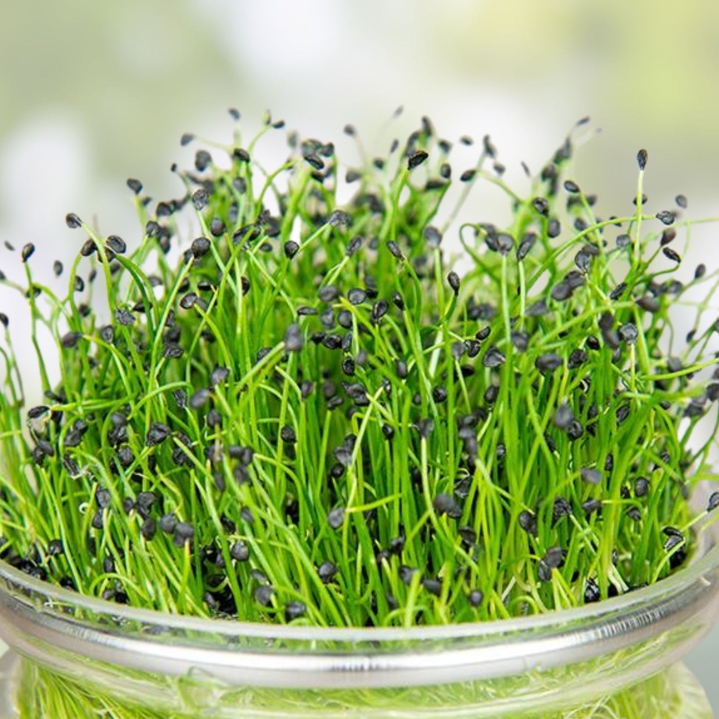 Garlic Chives Seeds 8oz for Microgreens and Sprouting, Organic Allium tuberosum Culinary Herb Seeds