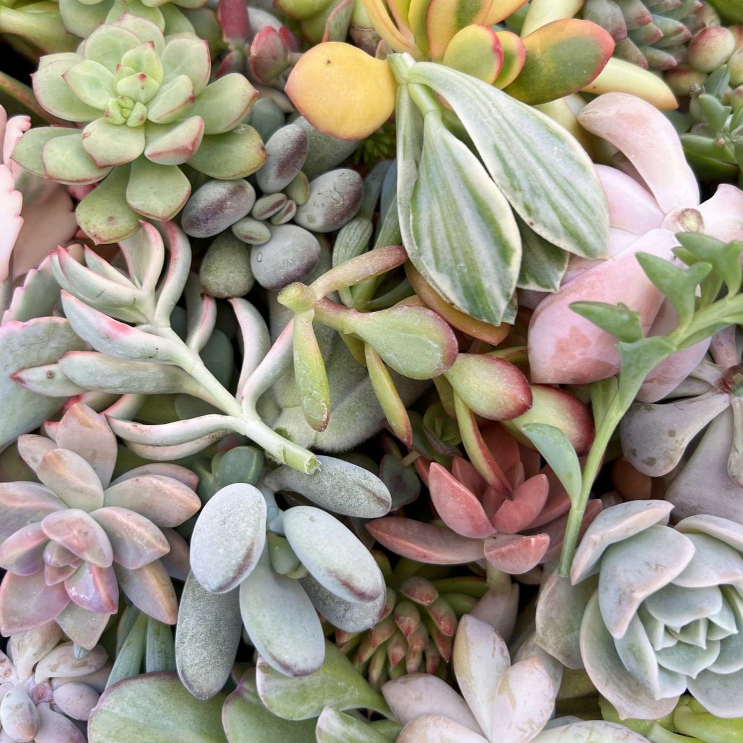 Assorted Succulent Cuttings 2" Organic Live Plant Trimmings for DIY Arrangements, Variety Pack
