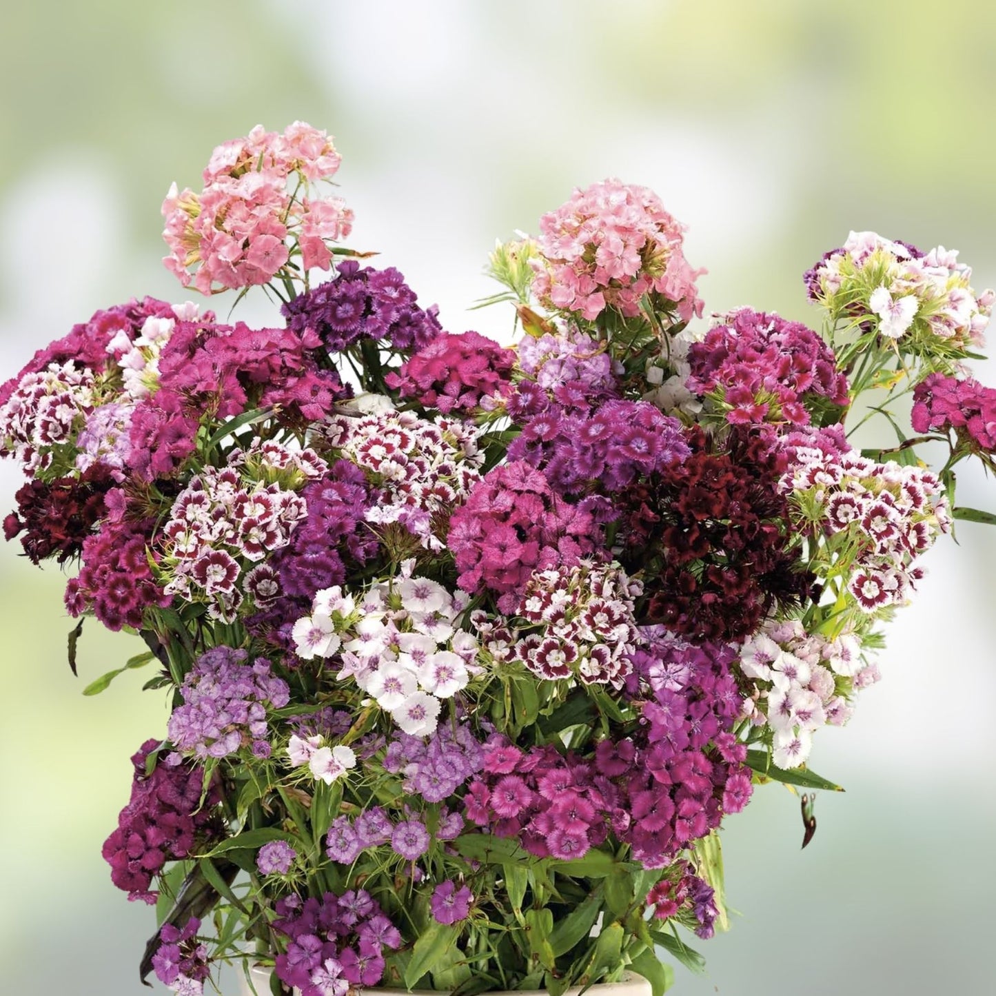 Sweet William Seeds - 500 Organic Biennial Seeds - Dianthus barbatus - USA Grown, Free Shipping