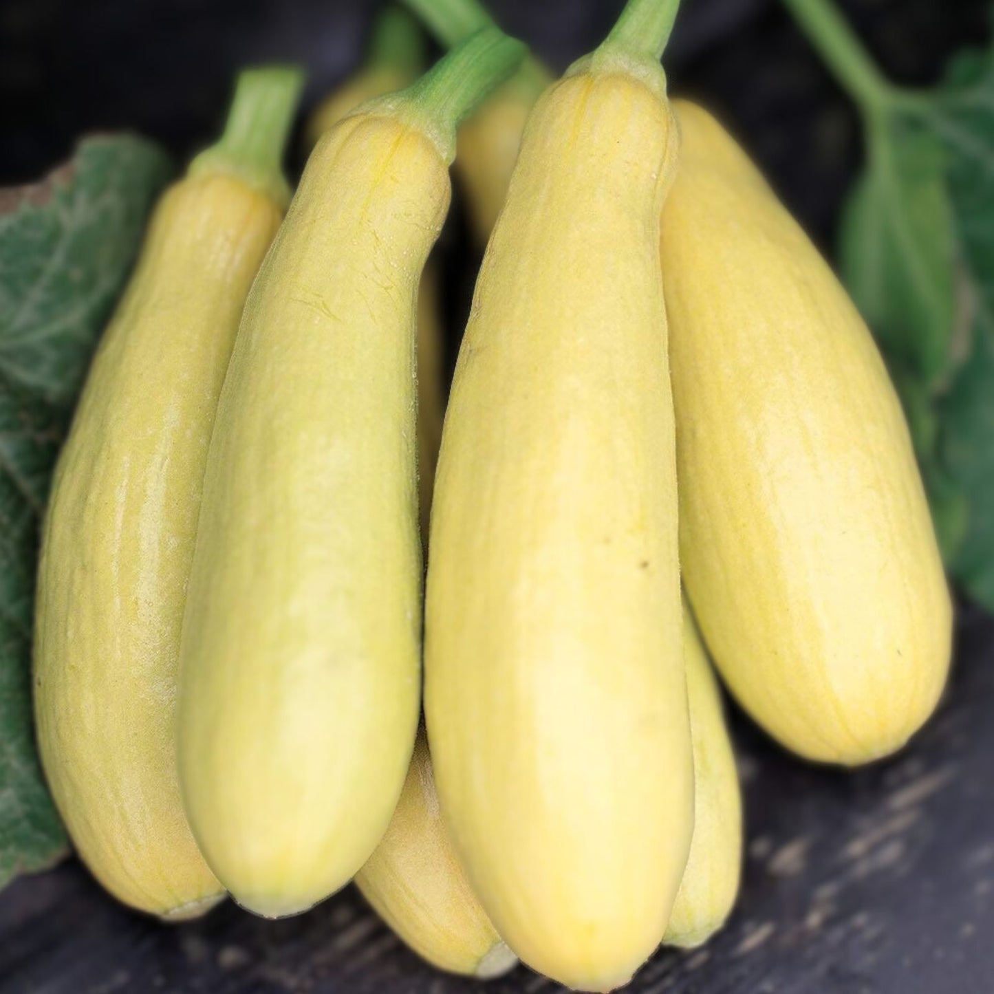 Heirloom Squash Seeds - 100 Early Prolific Straight Neck Cucurbita pepo Vegetable Seeds