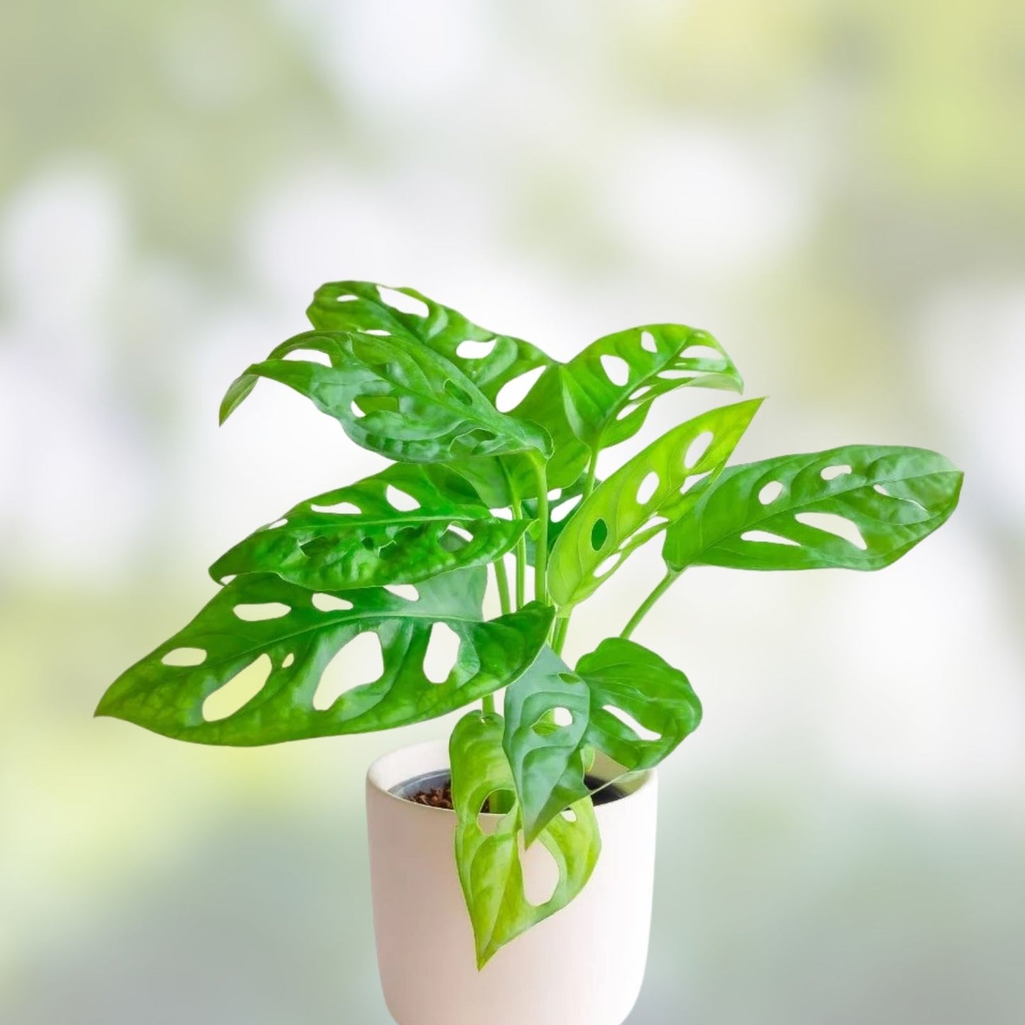 Monstera Adansonii Swiss Cheese Cuttings – Indoor/Outdoor House Plant, 3 Healthy Live Plant Cuttings for Home Decor