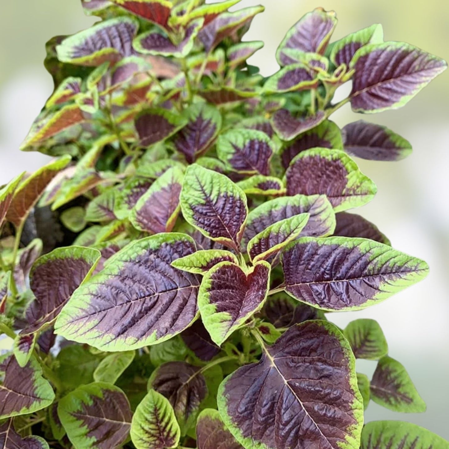 Striped Spinach Seeds 500+ Heirloom Planting Seeds Spinacia oleracea for Iowa Gardens