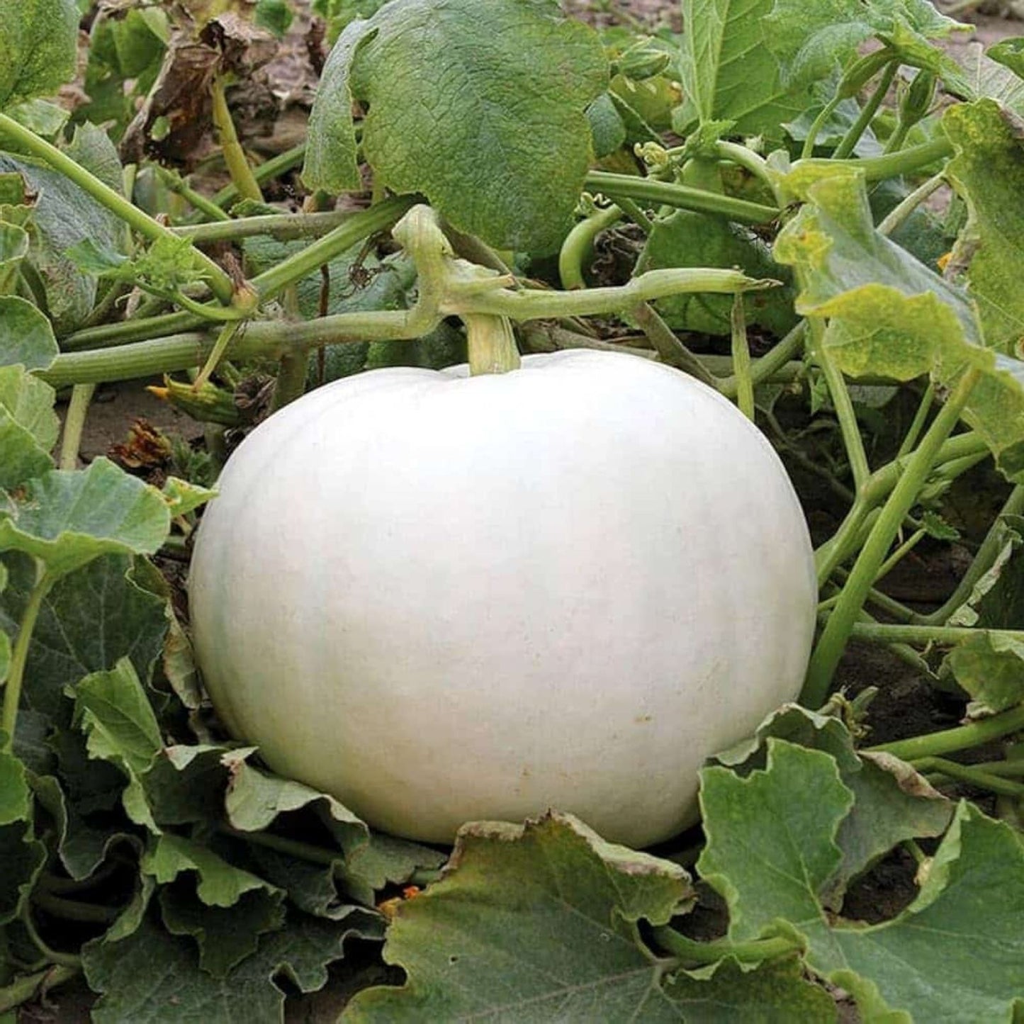 Yeti Pumpkin Seeds for Planting, 10 Seeds, White Pumpkin Variety, Cucurbita pepo, Grow Large 5 Pound Pumpkins