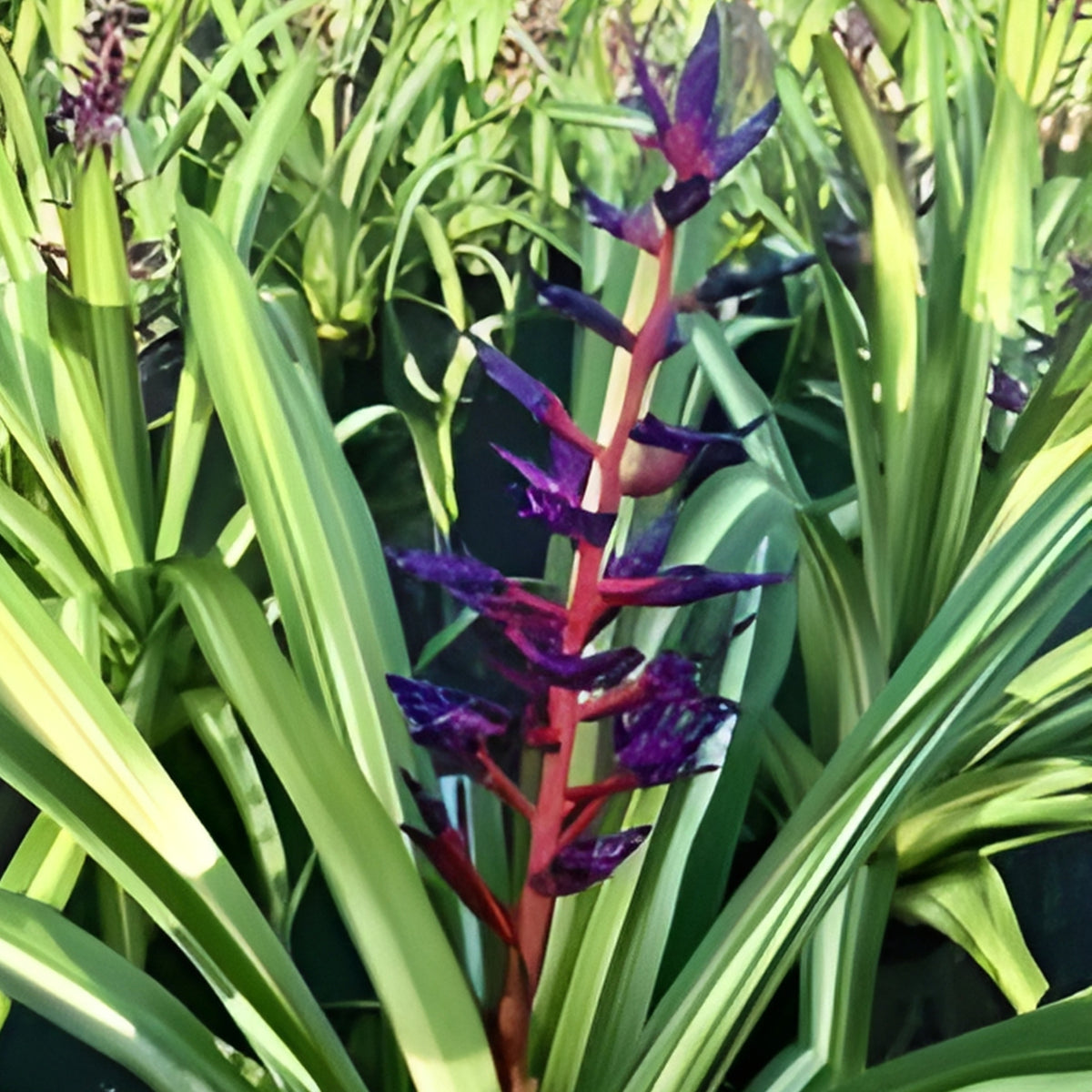 Bromeliad Plant 8" Pot Variegated Aechmea America with Cobalt Blue Pink Blooms - Unique Indoor Garden Decor