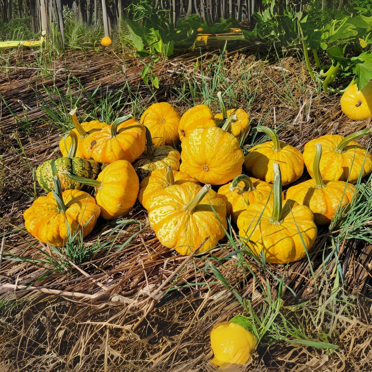 Sunrise Pumpkin Seeds for Planting - 10 Seeds - Exotic Variety - Cucurbita pepo
