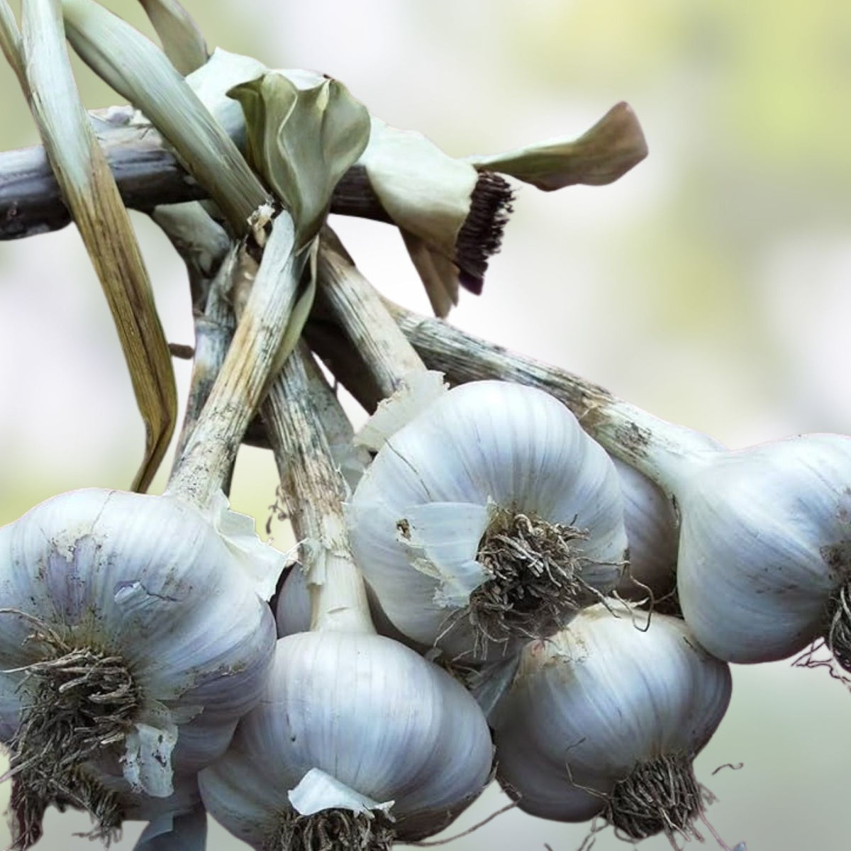 Fresh California Softneck Garlic Bulbs - 2 Count, Allium sativum for Planting & Growing, Organic Garlic Bulbs