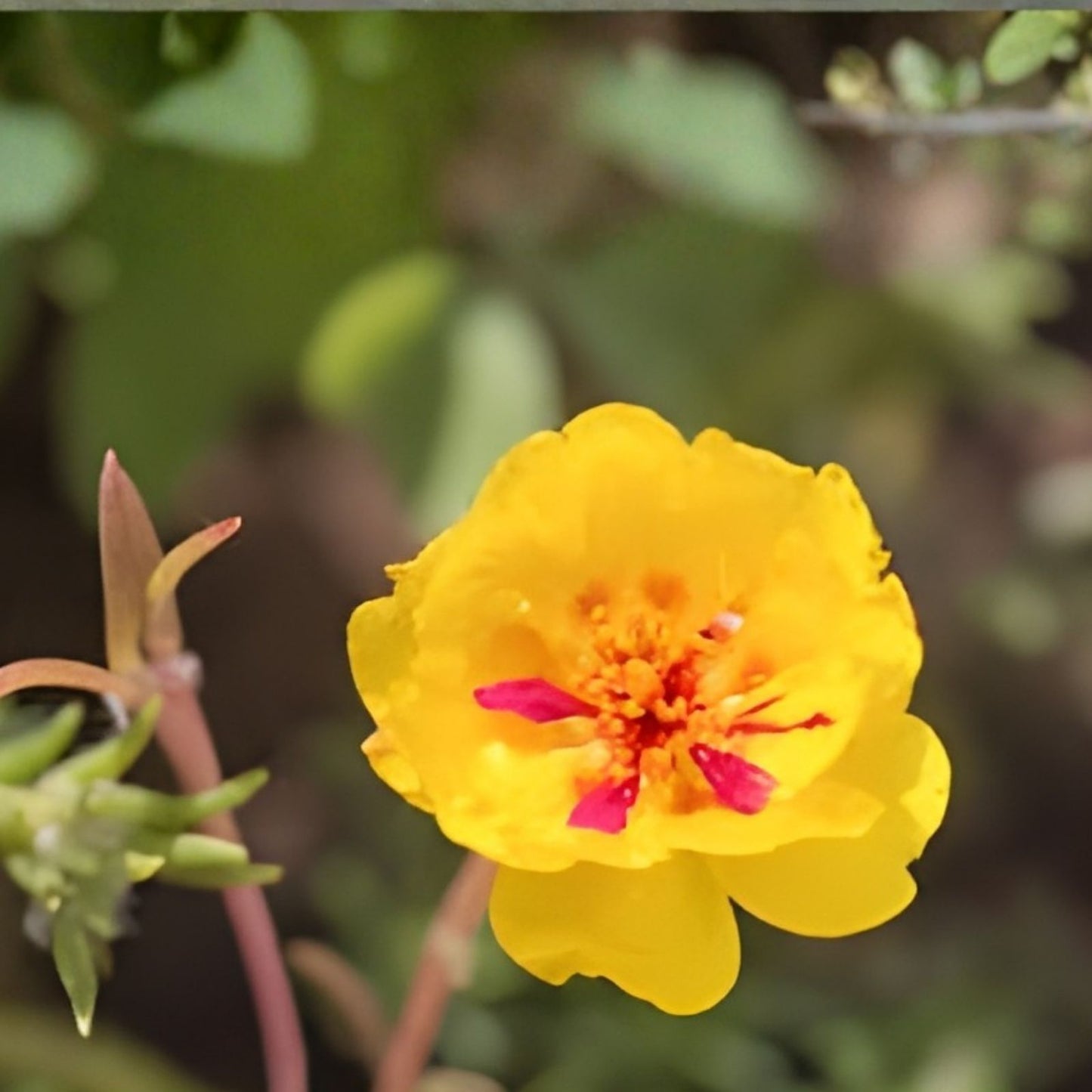 Moss Rose Cuttings 10 Unrooted Neon Yellow Portulaca Grandiflora Succulent Plant Propagation
