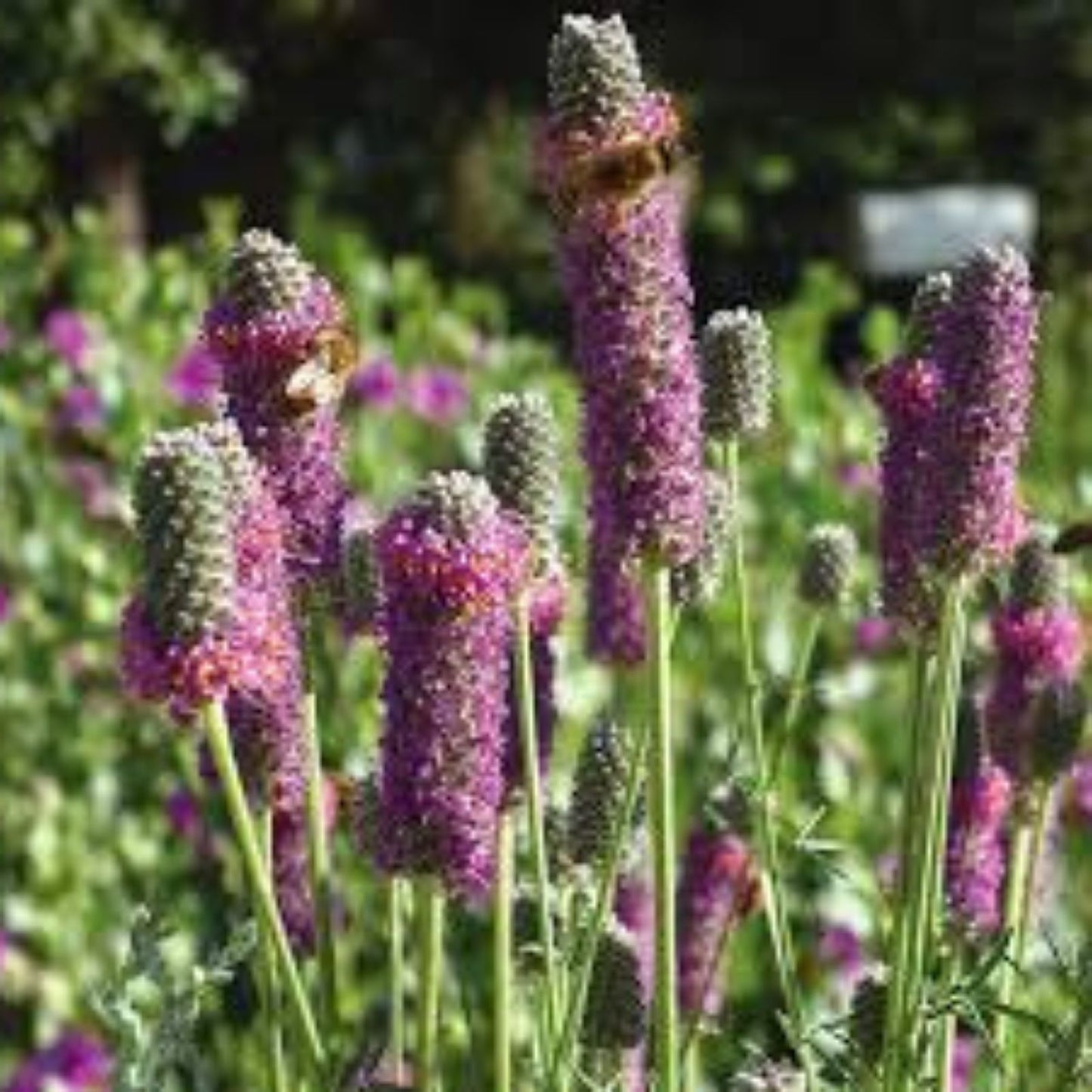 Purple Prairie Clover Seeds - 50 Seeds - Native Wildflower for Pollinator Gardens - Dalea purpurea