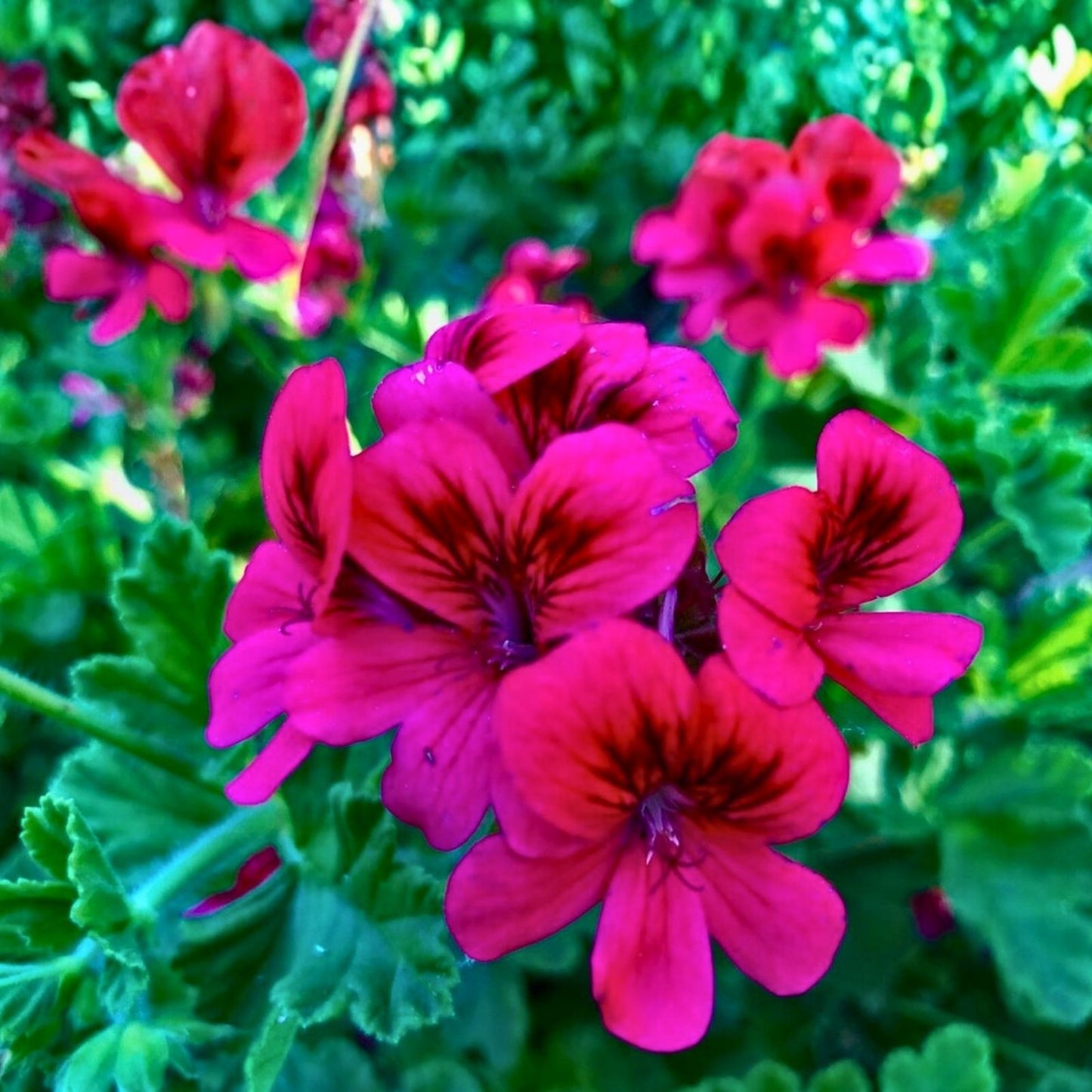 Geranium Seeds 100+ Pack Magenta Marvel Fragrant Flower Non-GMO Pelargonium hortorum