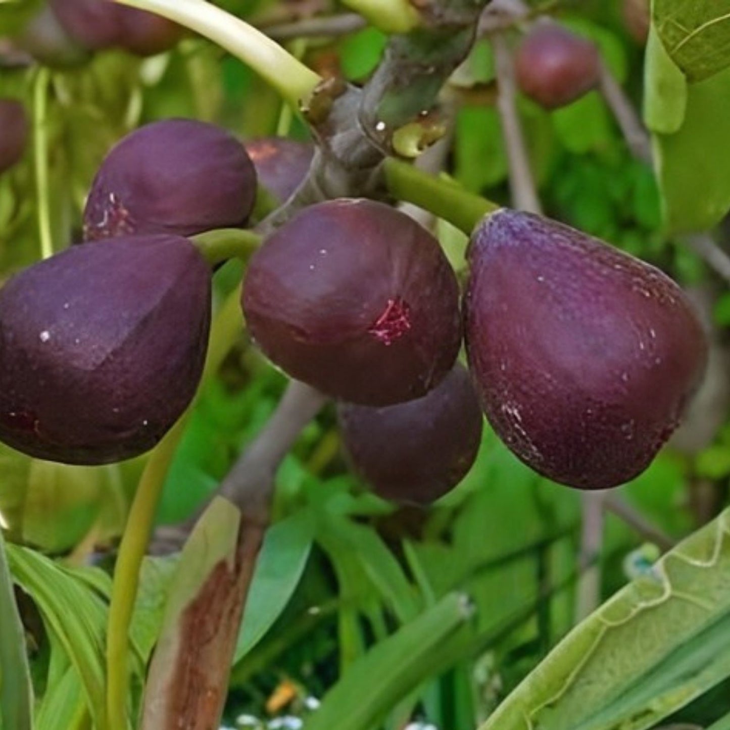 Hardy Chicago Fig Tree Cuttings - 12 Organic Branches - Ficus carica - Fruit Bearing, Easy to Grow, Garden Plant