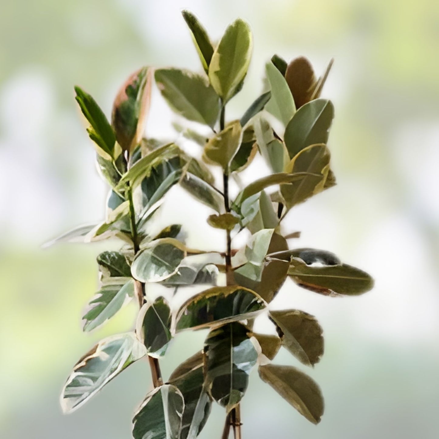Fresh Rubber Tree Cutting for Rooting and Transplanting - Ficus elastica - Healthy Houseplant Propagation Material