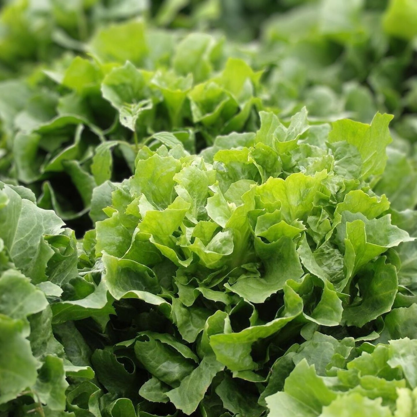 Collard Greens Seeds 1000 Heirloom Georgia Southern Non-GMO Brassica oleracea Vegetable Seeds