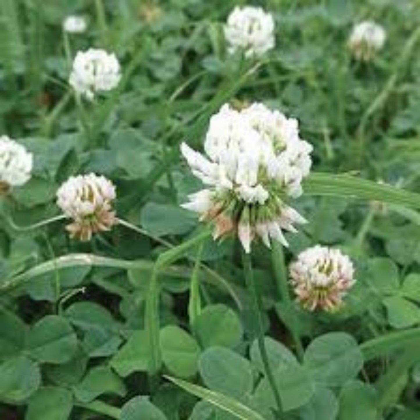 Dutch White Clover Seeds 1 lb, Trifolium repens, Ground Cover, Drought-Resistant, Nitrogen-Fixing, Lawn and Garden Planting
