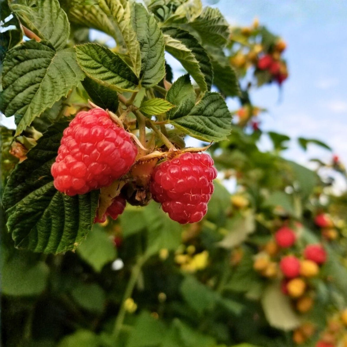 Zenith Raspberry Seeds Bulk Non-GMO Fruit Seeds 125-750 Count Rubus idaeus Organic Gardening