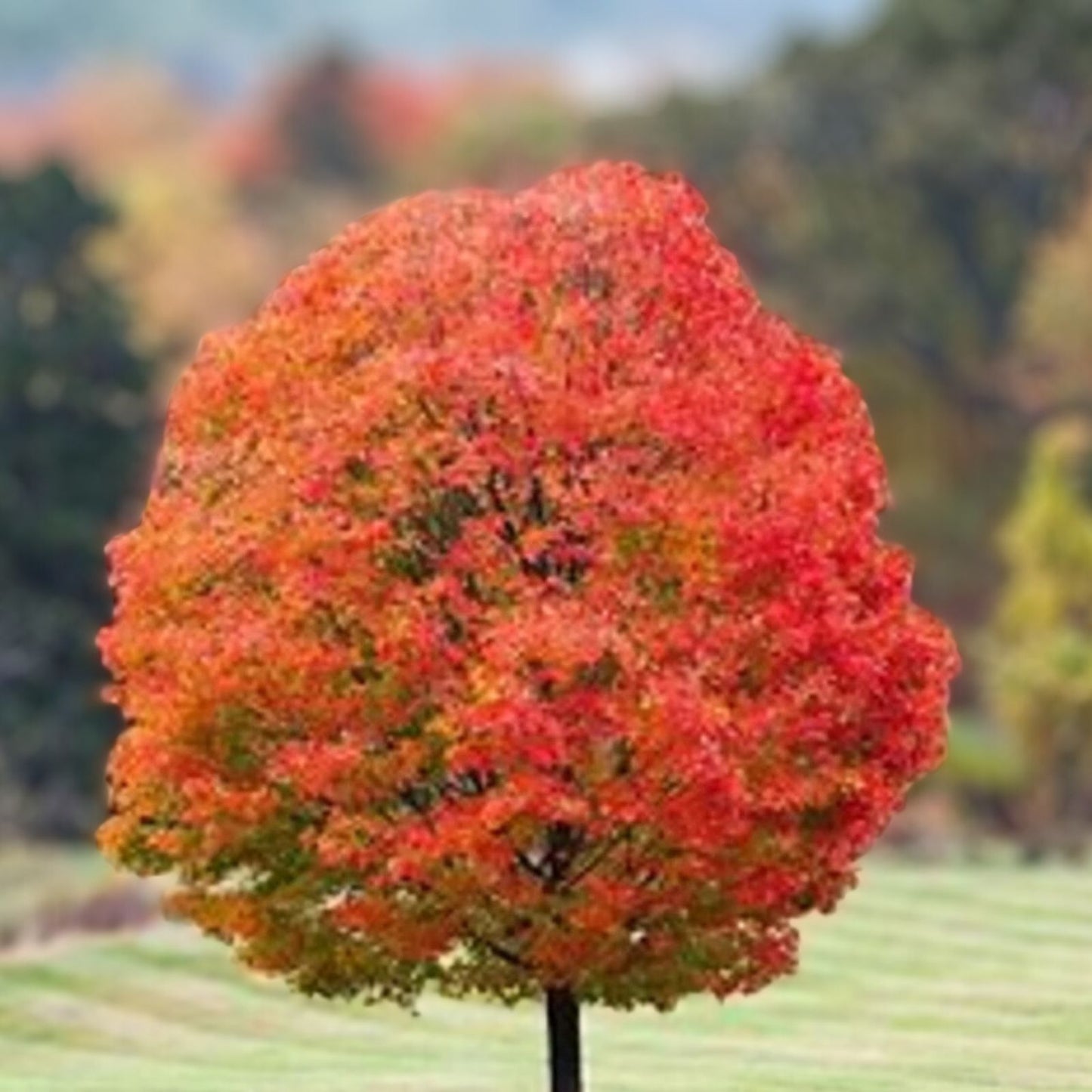 Sugar Maple Tree Starter Plant 12-18in Bare Root Acer saccharum Sweet Maple Dormant Shipping Available