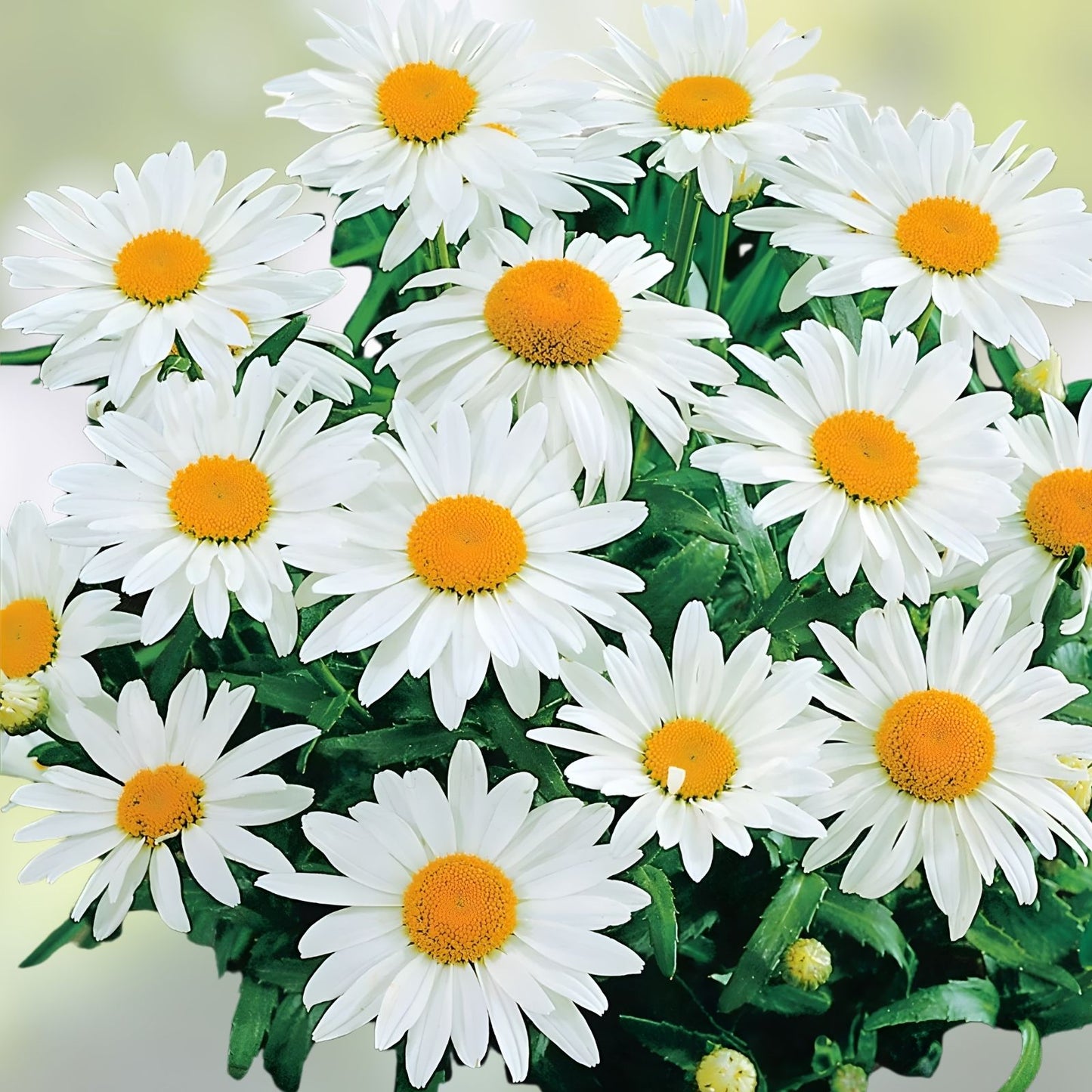 Alaska Shasta Daisy Seeds - 200 Organic Perennial Seeds - Leucanthemum × superbum - Free Shipping