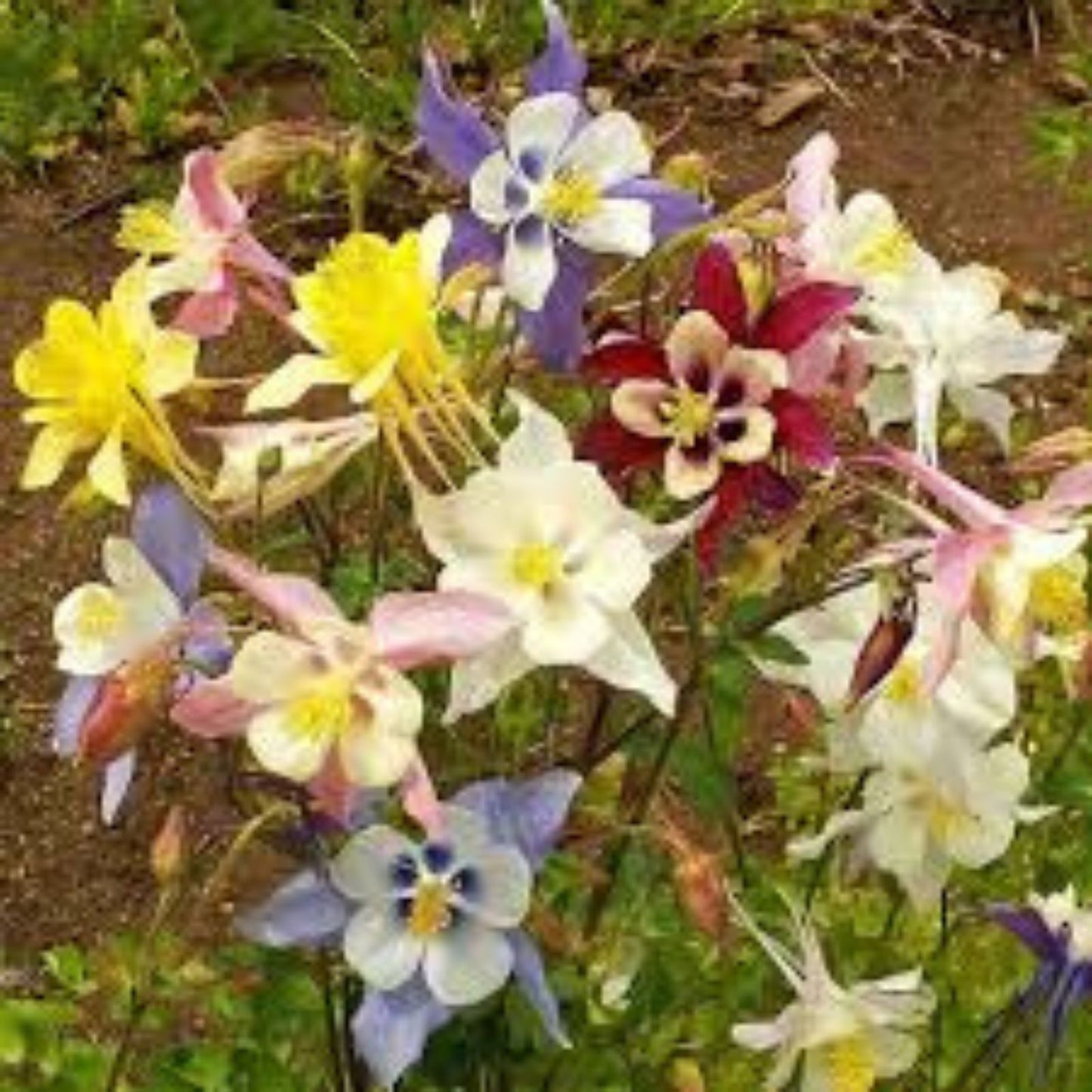 Columbine Seeds - Multicolor, Non-GMO, 100 Seeds, Aquilegia caerulea 'McKana Hybrid' Flower Seeds