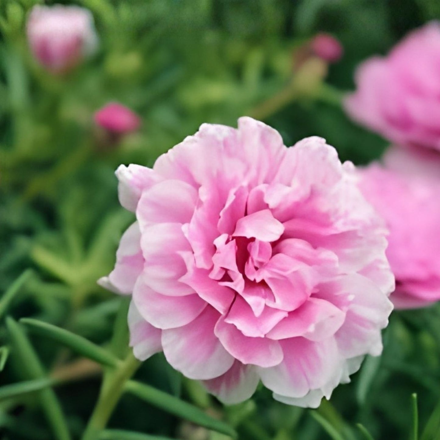 Moss Rose Cuttings 10 Unrooted Dancing Pink Portulaca Grandiflora Succulent Plant Propagation