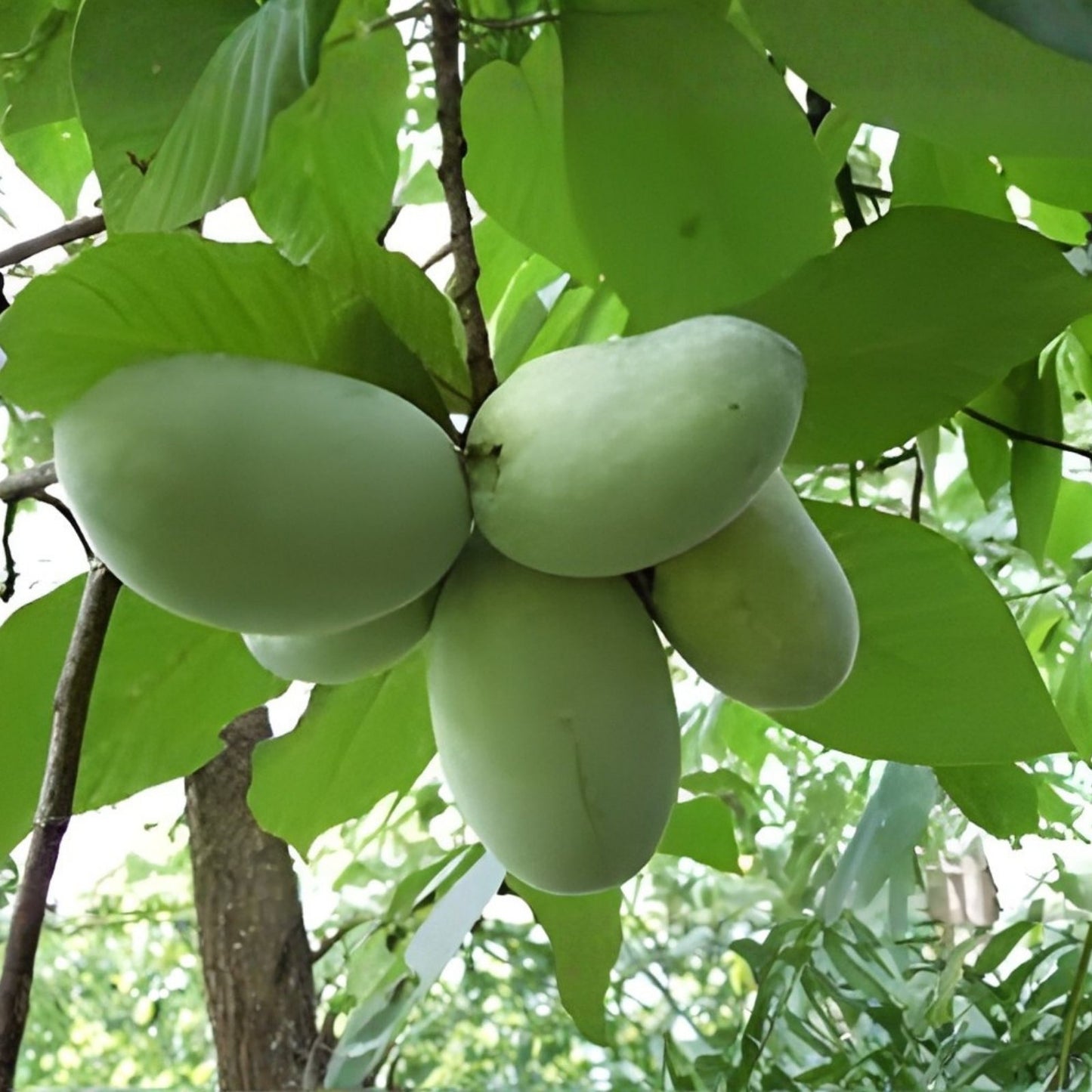 Banana Seeds 5 Pack - North American Paw Paw Tree (Asimina triloba) - Grow Your Own Anna's Bananas