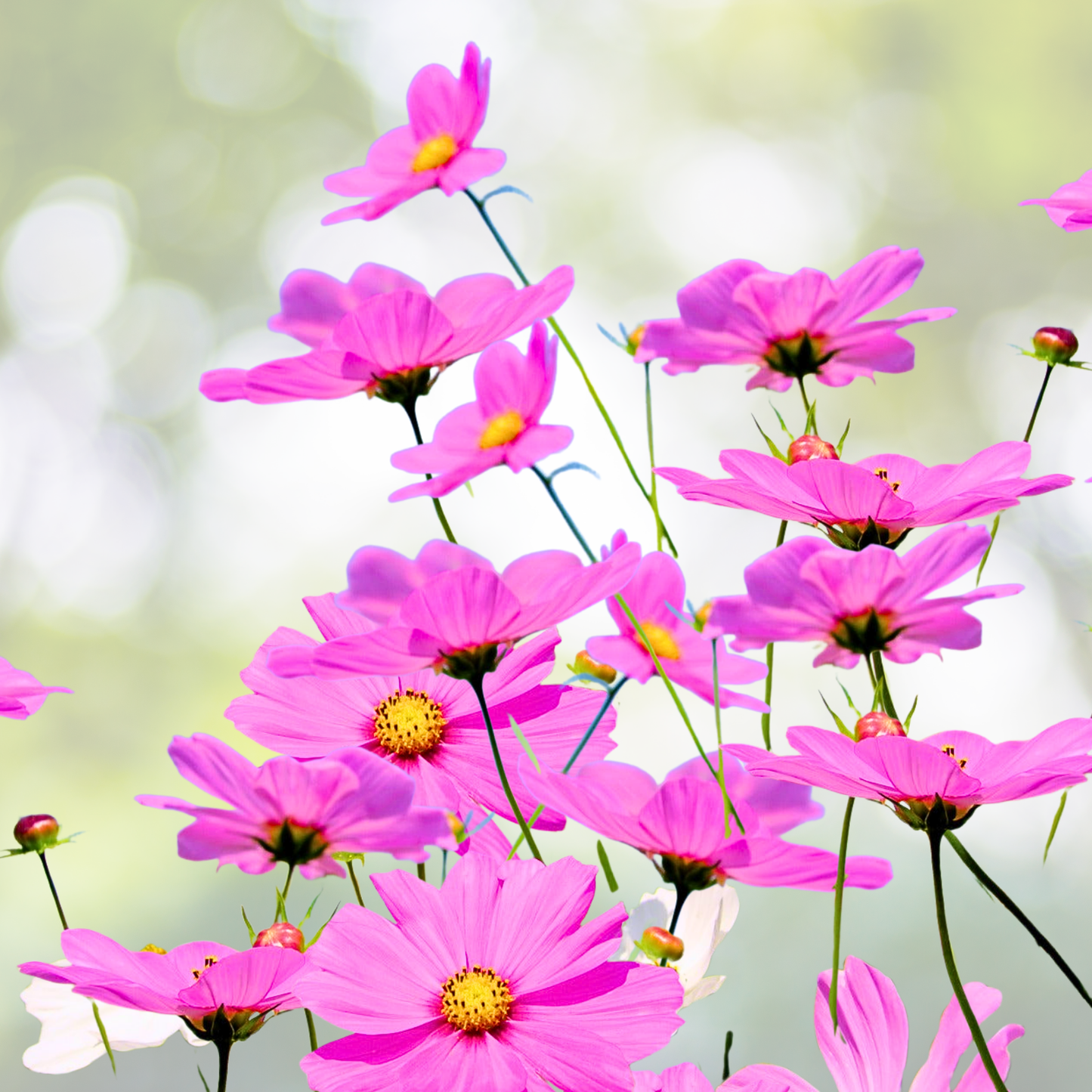 Wildflower Seed Mix - Partial Shade - Assorted Non-GMO - 3000+ Seeds - Native Plants for Landscaping