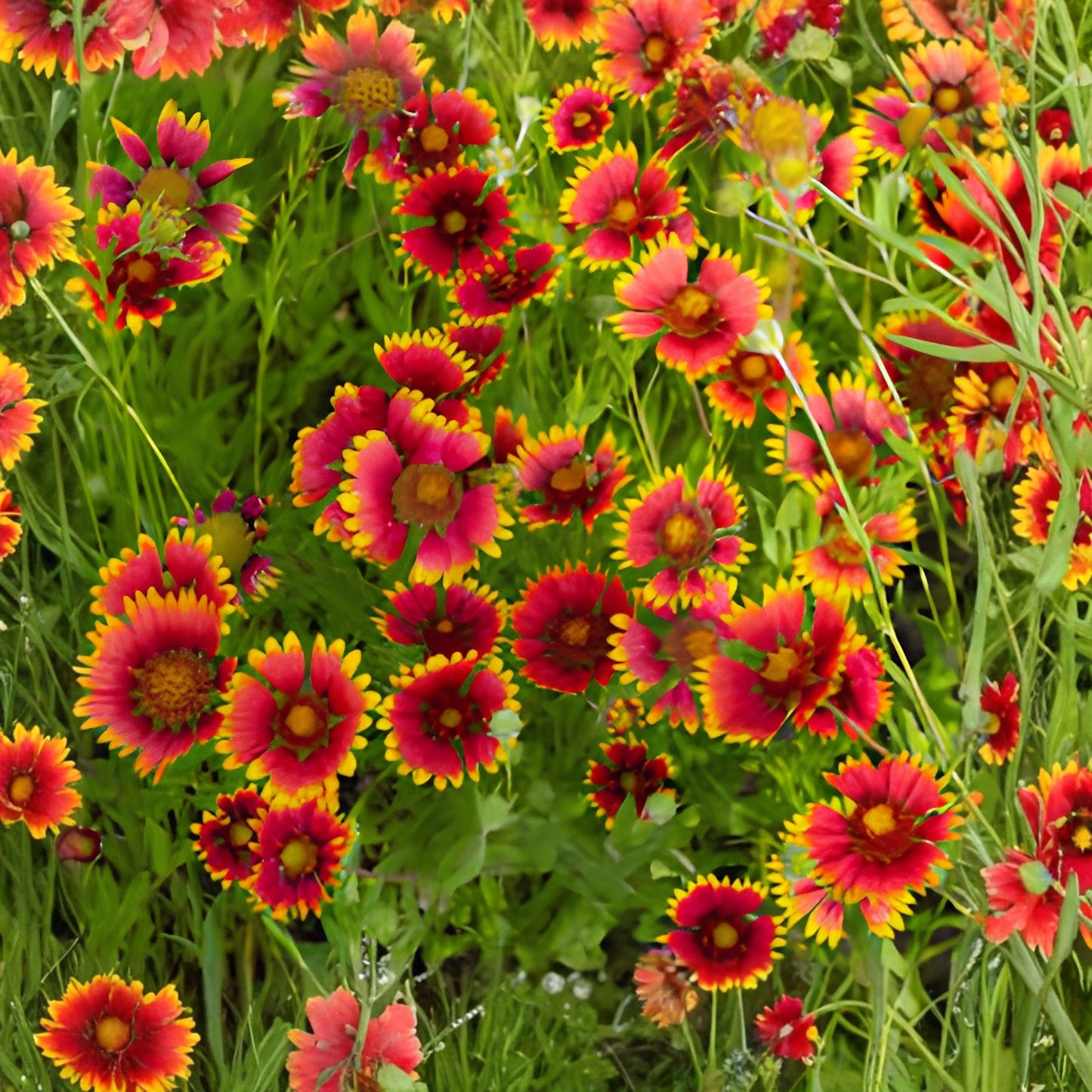 Gaillardia pulchella Blanket Flower Seeds 50+ Native Wildflower Starter Plant Bare Root Made in USA
