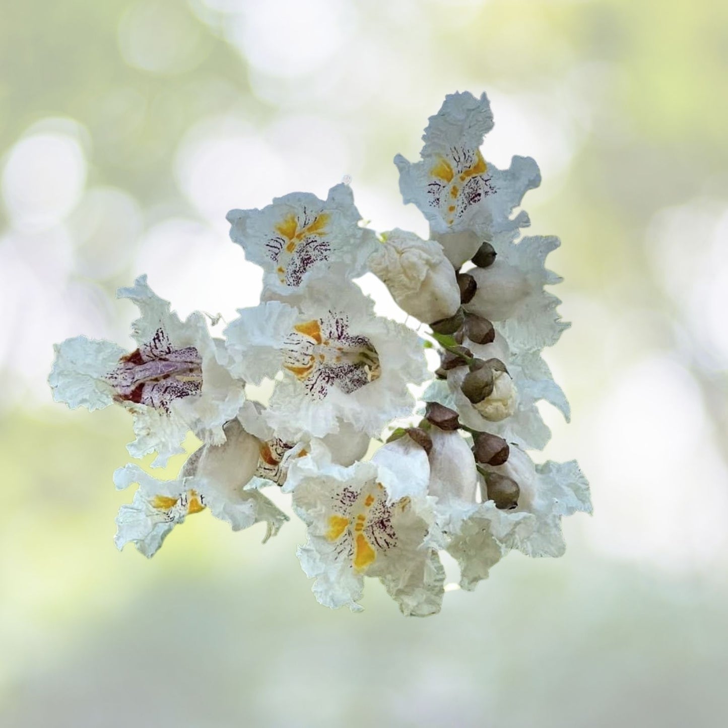 Southern Catalpa Tree Seeds - 10 Indian Bean Cigar Flowering Seeds - Catalpa bignonioides