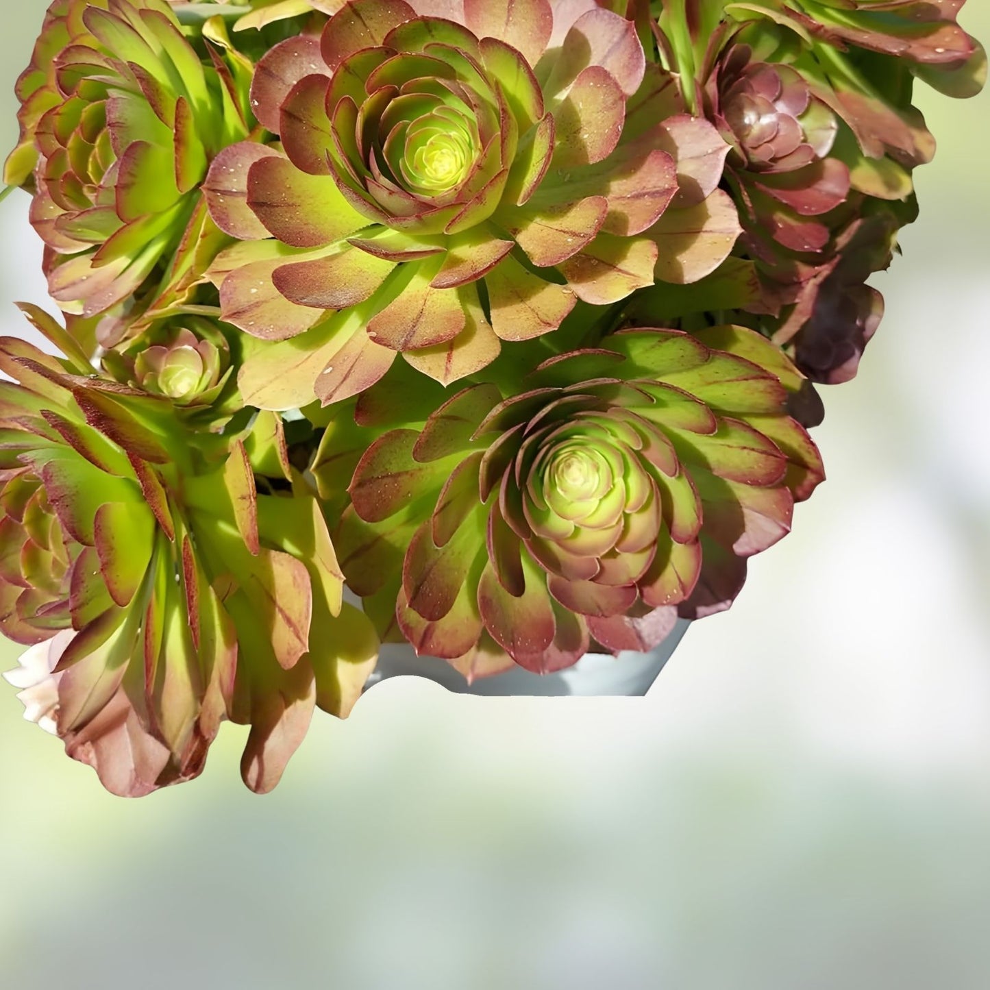 Aeonium Halloween Cuttings - Olive Green with Mahogany Variegation - Madeira Rose - Aeonium arboreum Succulent Plant