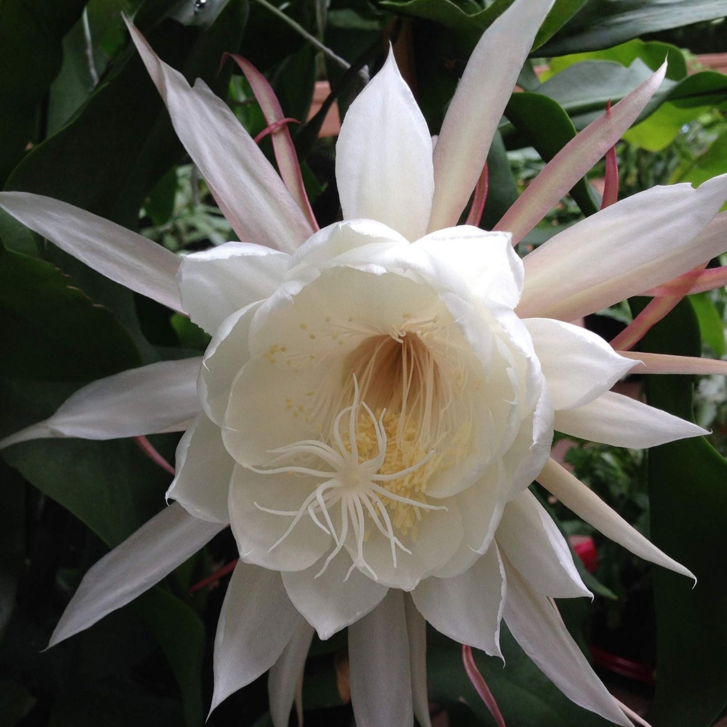 Epiphyllum Cuttings 8-10 Inches Pixie Dust Unrooted Epiphyllum Oxypetalum Succulent Plant