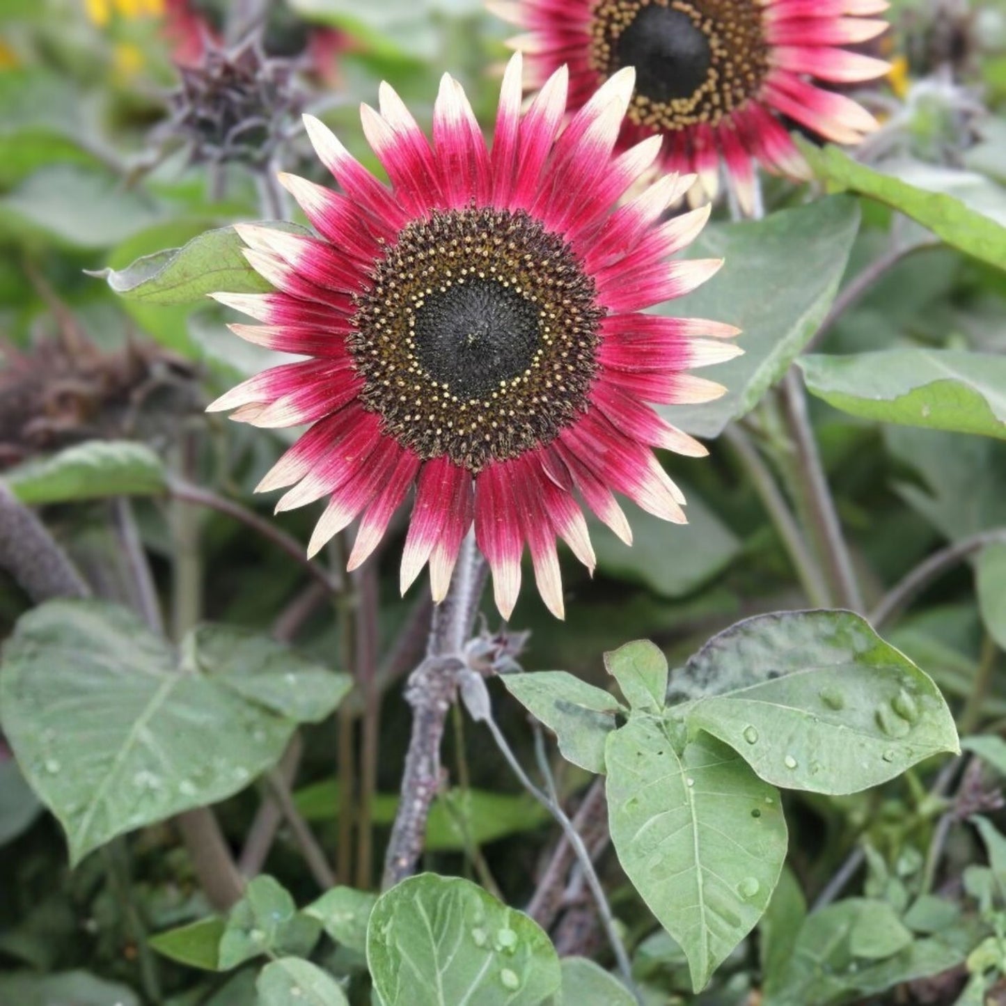 Organic Dwarf Sunflower Seeds 10 Pack Ms. Mars Pink Helianthus annuus USA Grown Free Shipping