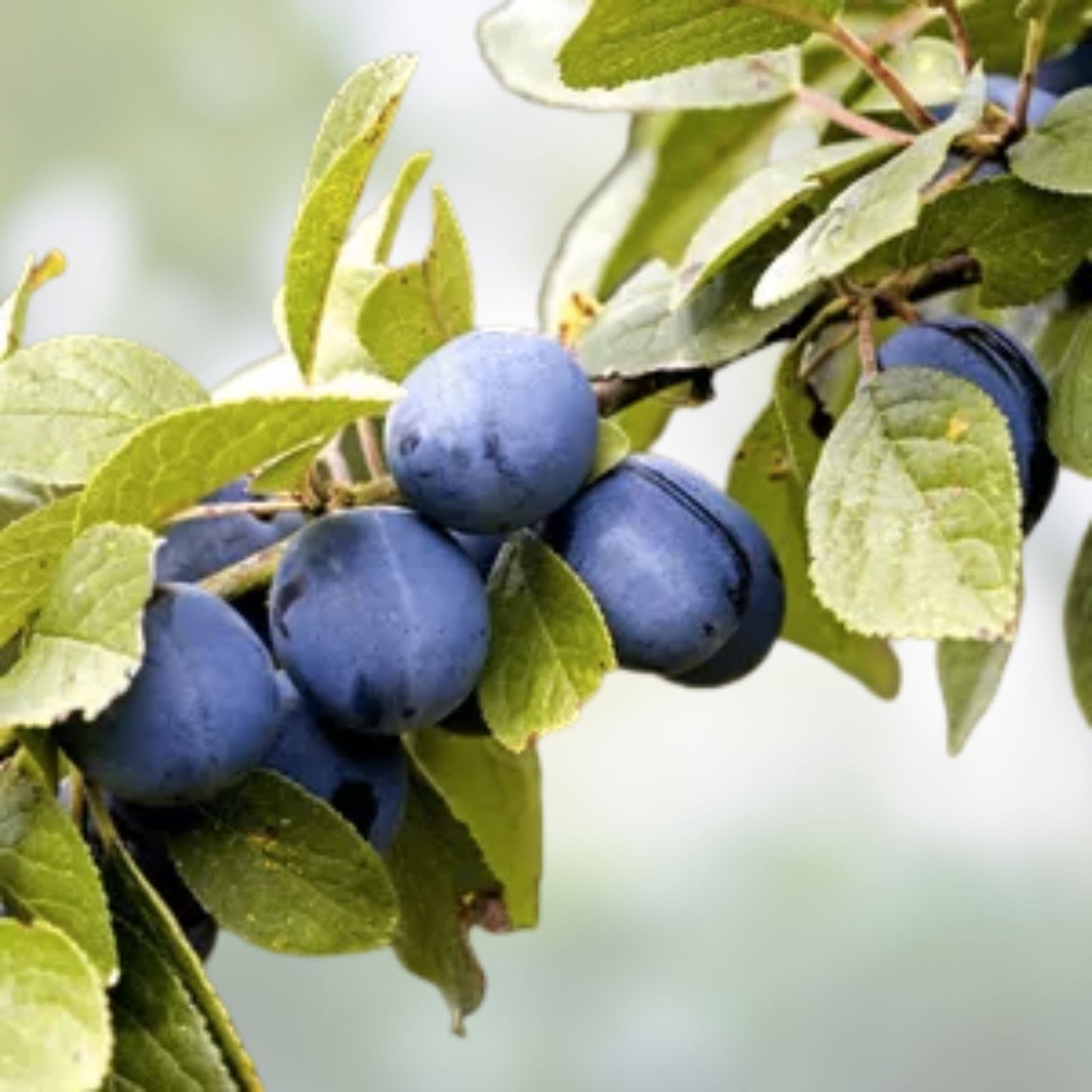 European Plum Cuttings - Edible Landscaping, Large Fruits, Prunus domestica, Fruit Tree Propagation, Garden Planting