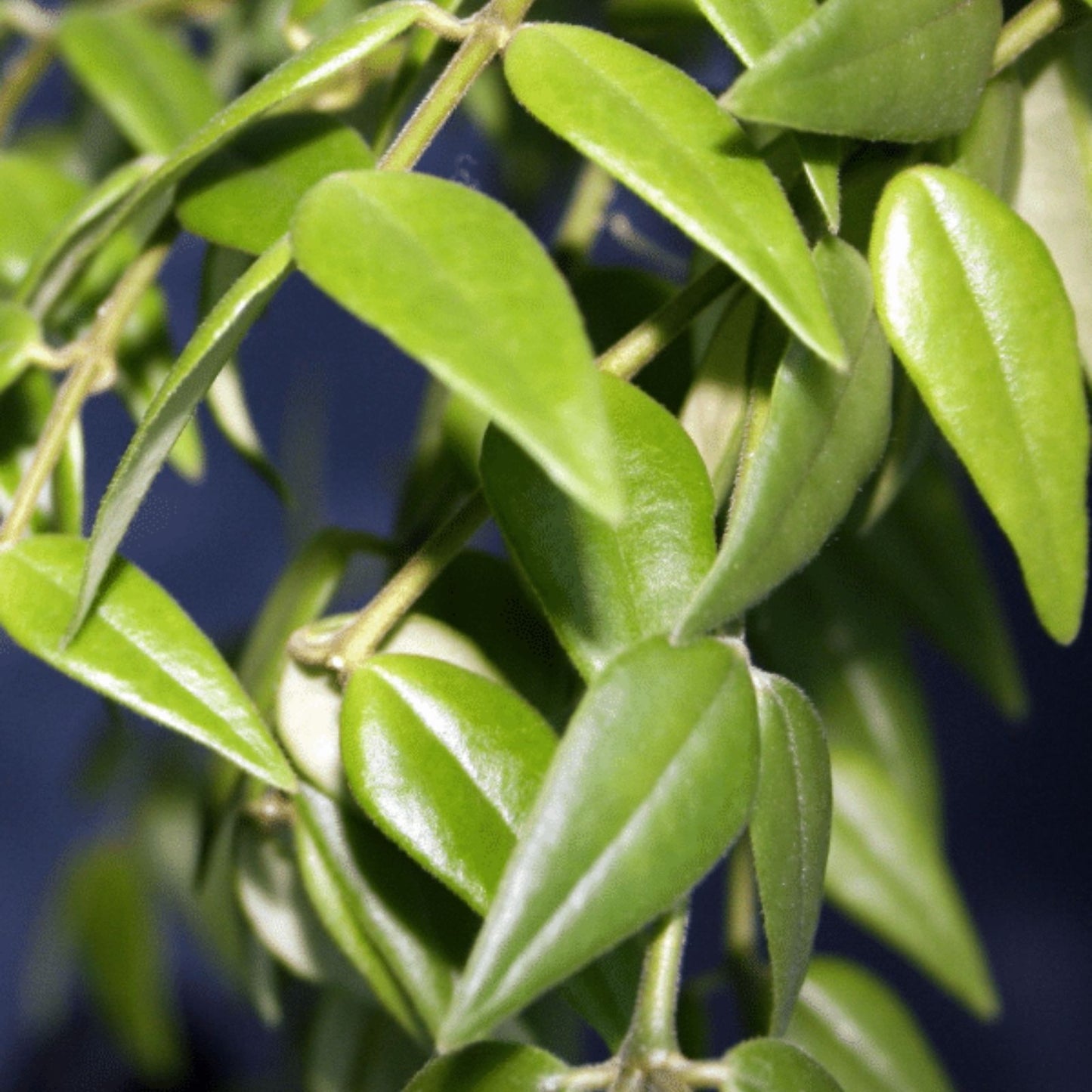 Hoya Bella Cutting - One Stem Live Houseplant - California Grown Hoya bella Plant for Indoor Decor