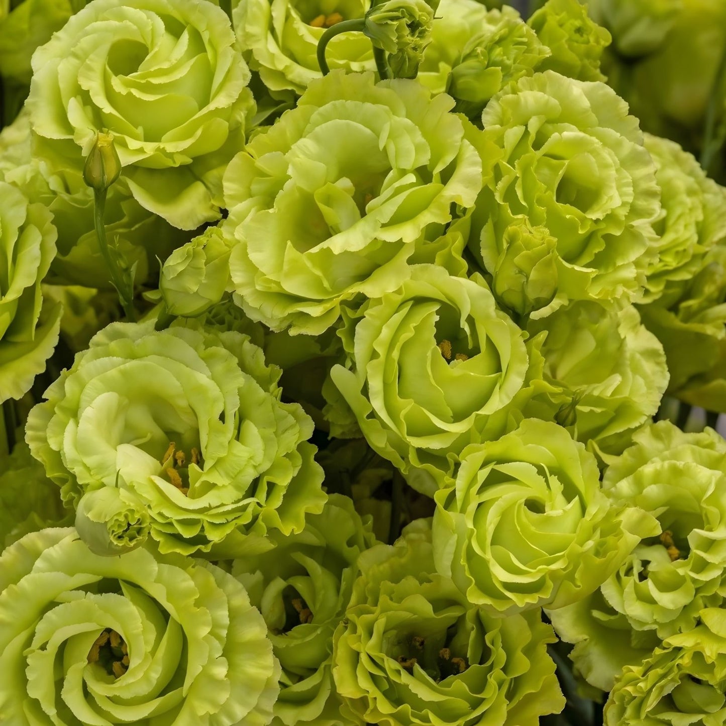 Lisianthus Flower Seeds 20 Pelleted Clear Green Rosanne Eustoma grandiflorum for Planting