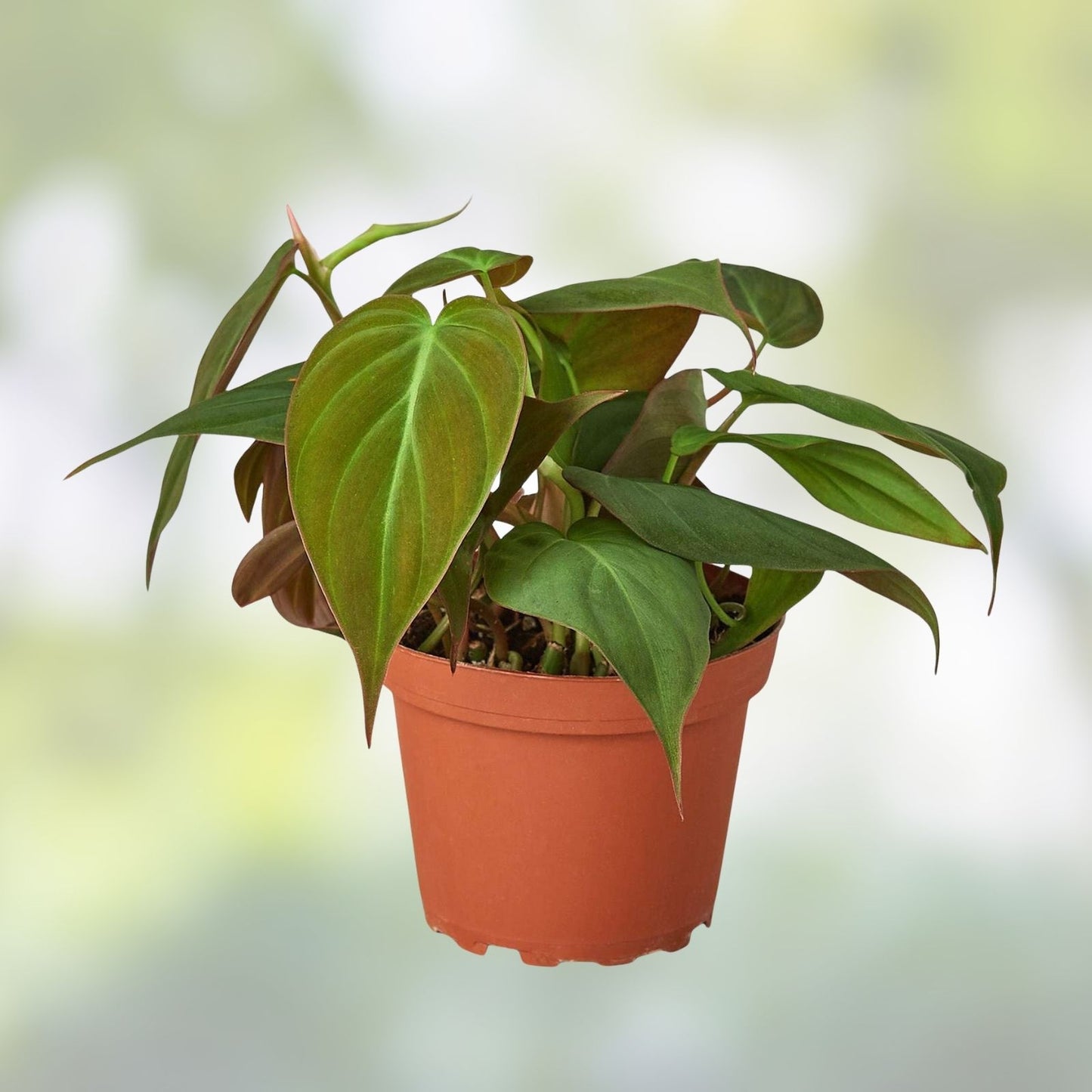 Philodendron Micans 4" Potted Plant – Velvet Green Heart-Shaped Leaves, Indoor Houseplant, Philodendron hederaceum