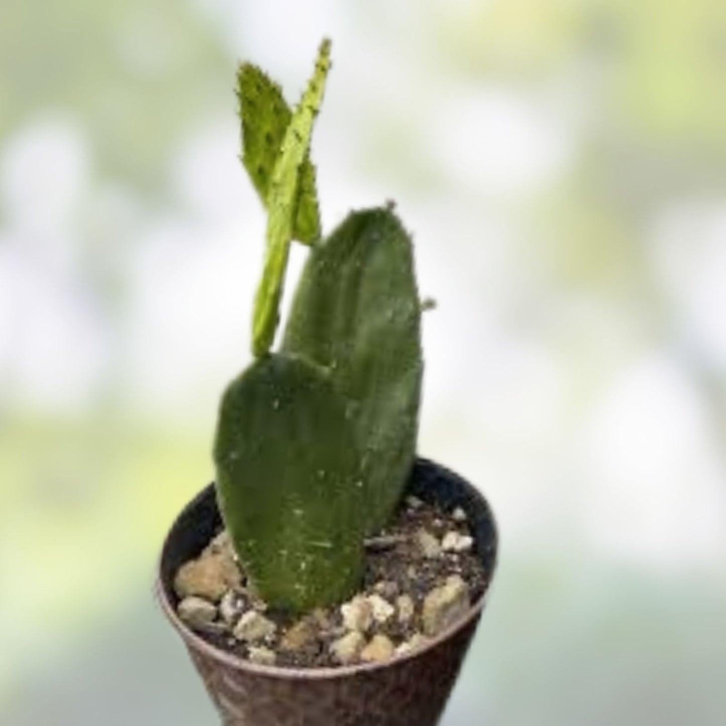 Weberocereus bradei Cactus - Rare Succulent Plant - Unique W2 Variety - Seldom Offered Cactus for Collection