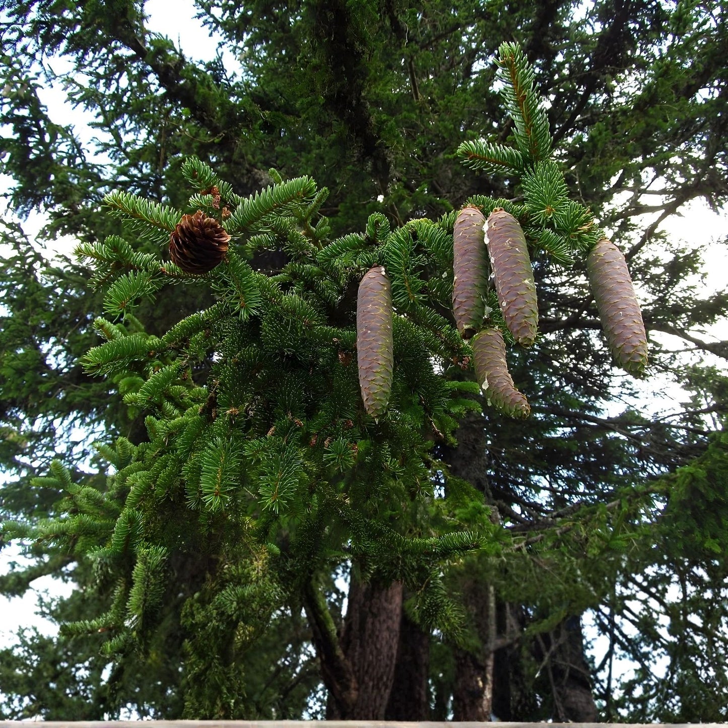 Norway Spruce Tree Seeds - 50 Seeds - Evergreen Conifer - Picea abies - Garden, Landscaping, Ornamental Tree Seeds