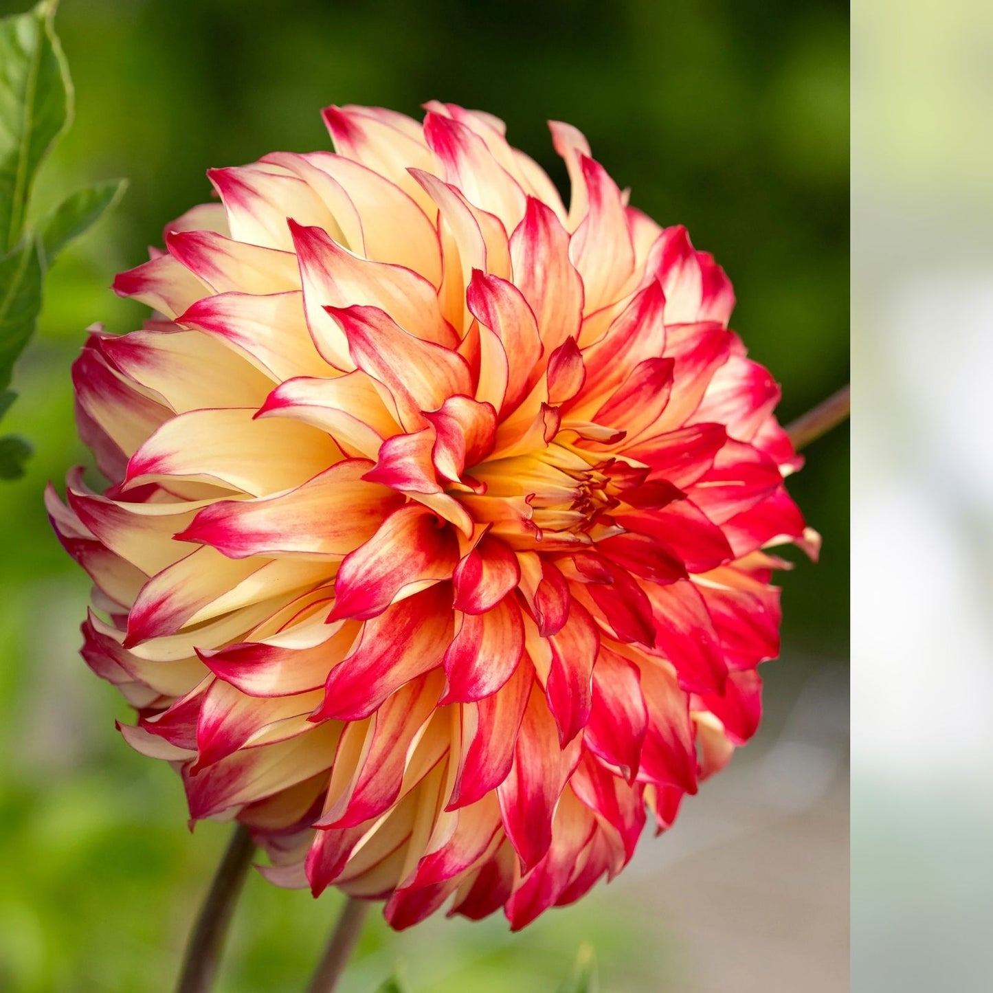 Dahlia Live Bulb Tuber 8-10" Yellow Red Blooms Perennial Flower Plant Lady Darlene