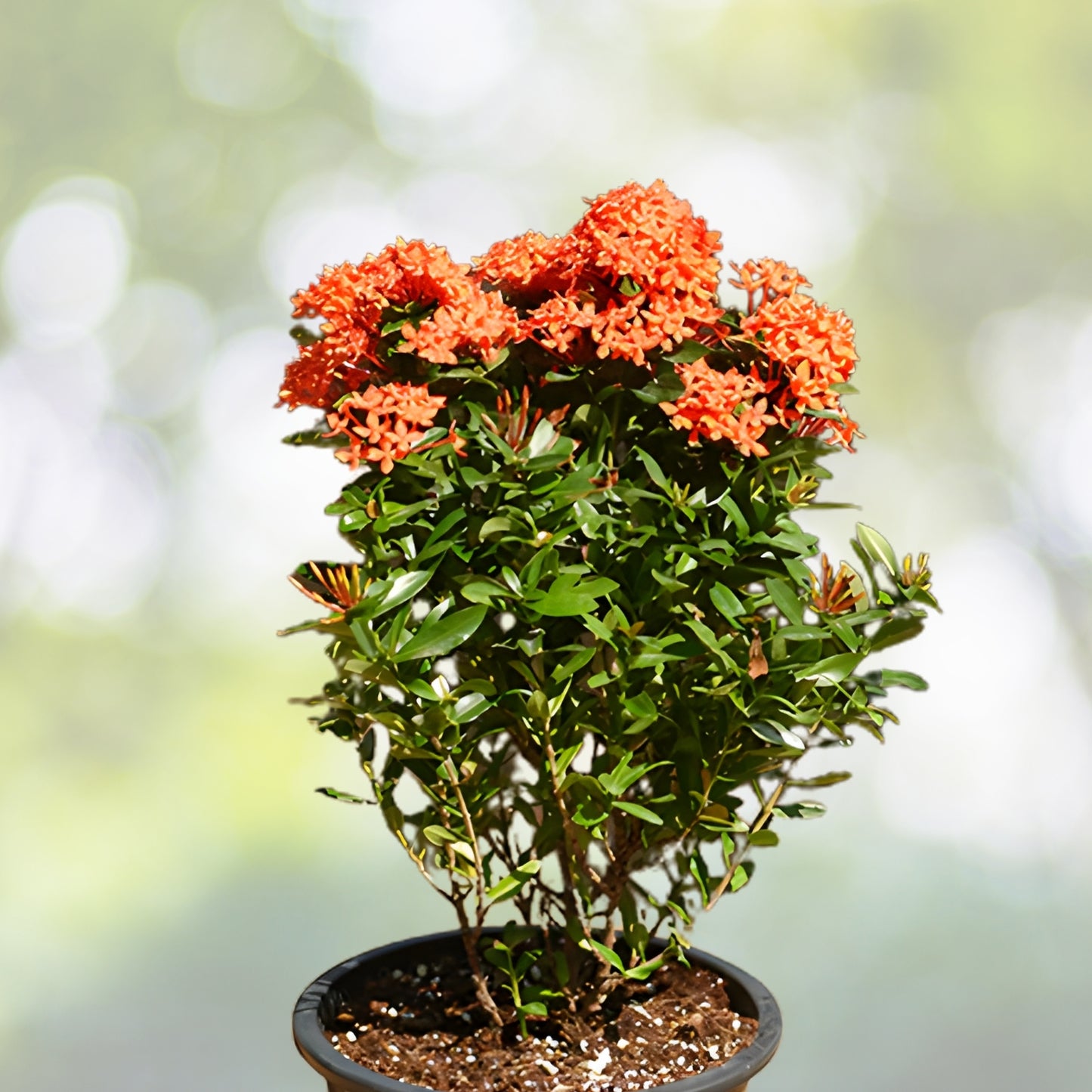 Dwarf Ixora Plant 6in Pot - Compact Evergreen Shrub with Bright Flowers - Ixora coccinea - Low Maintenance Indoor/Outdoor