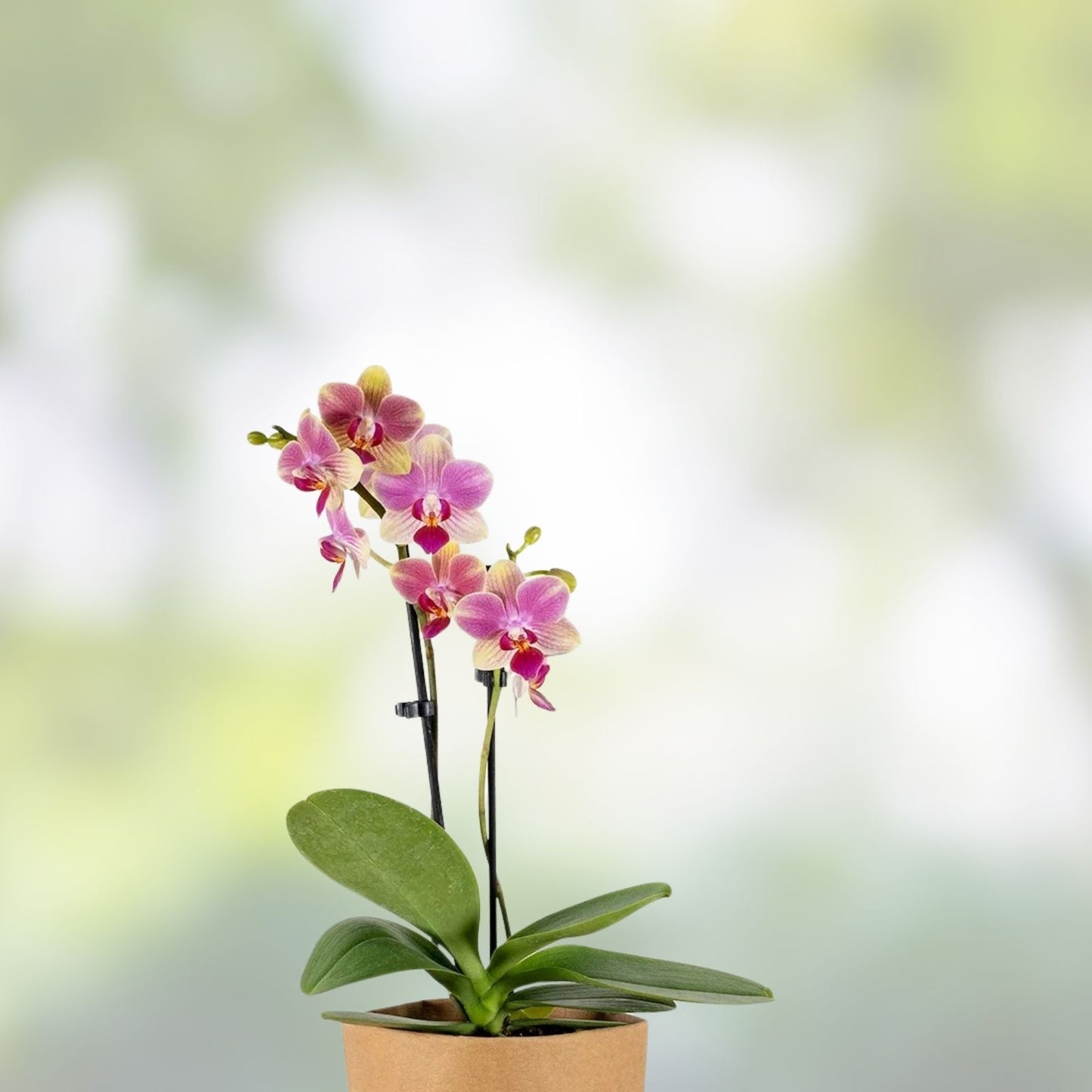 Orchid Plants Mix Box – 5 Bulbs, Cuttings, Seedlings – Surprise Variety – Home Garden, Orchidaceae