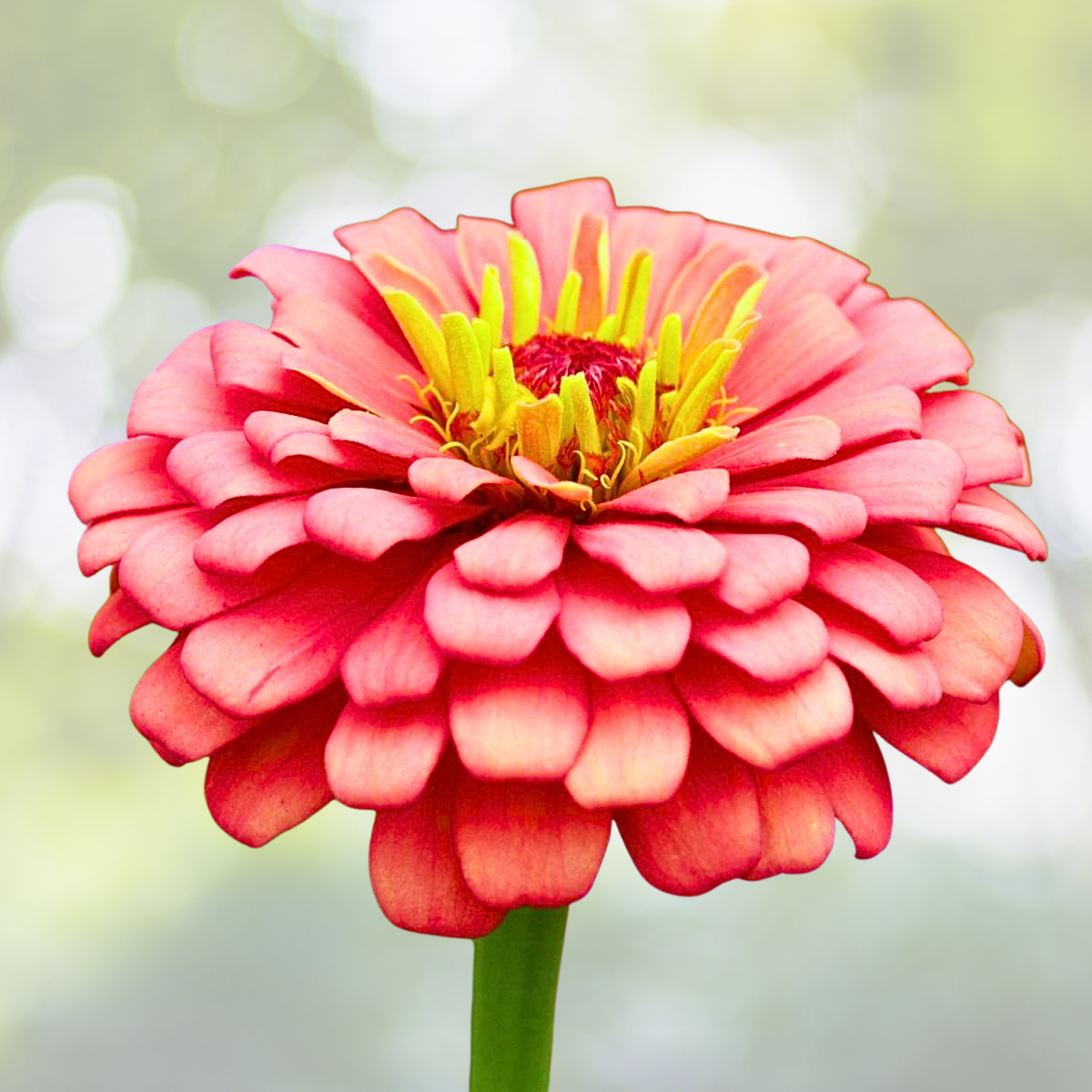 Zinnia Seeds - 100 Count - Salmon Queen California Giants - Pollinator Friendly - Zinnia elegans