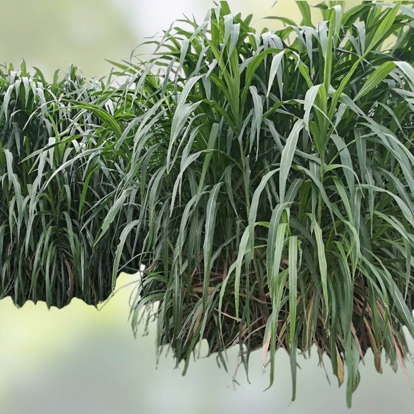 Bulk Elephant Grass Seeds 1 lb, High-Quality Pennisetum purpureum, Fast-Growing Perennial Forage Plant, Ornamental Grass Seed