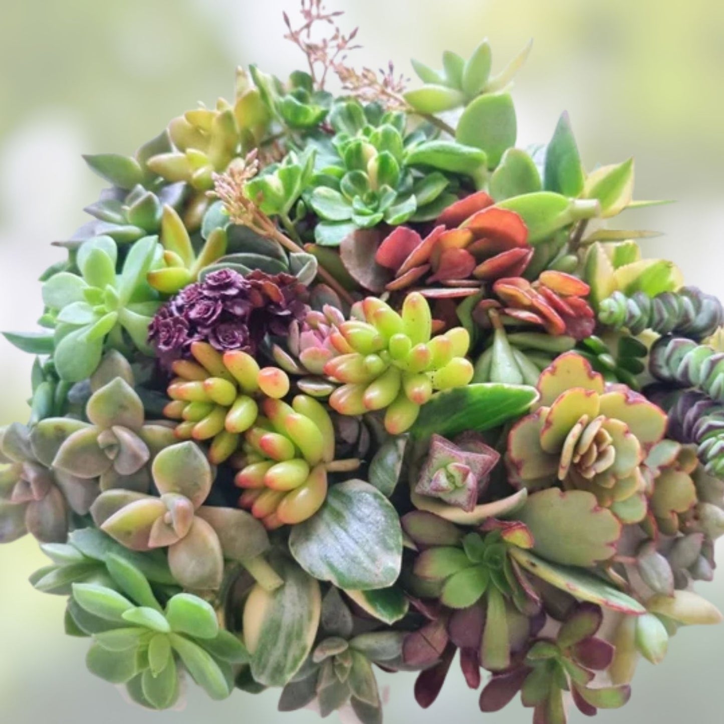 Fresh Succulent Cuttings Set of 15 Varieties – Organic Plant Clippings for DIY Home Decor and Plant Projects