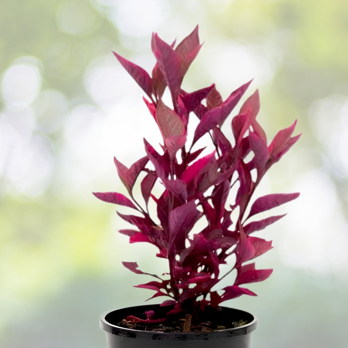 Live Alternanthera Plant | Multicolor Foliage Ground Cover | Alternanthera spp. | Perfect for Gardens & Landscaping
