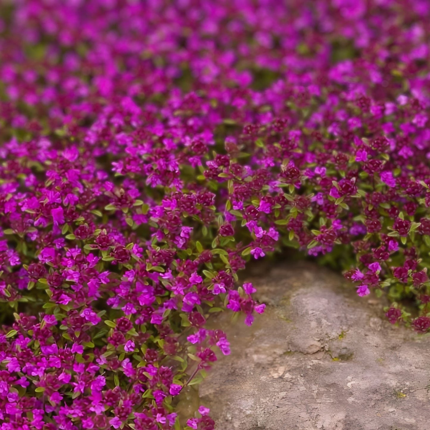 Creeping Thyme Seeds 250 Pack - Magic Carpet Variety - Perennial Ground Cover - Thymus serpyllum