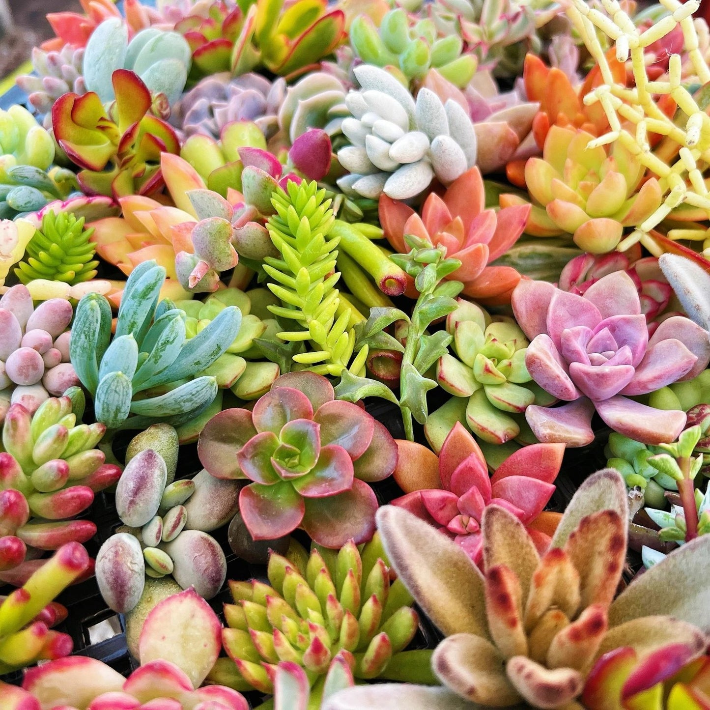 Fresh Organic Succulent Cuttings - 15 Varieties for DIY Arrangements & Crafts - Succulent Plants - Echeveria, Sedum, Aloe