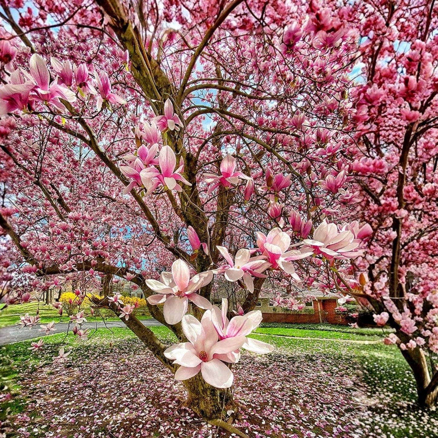 Saucer Magnolia Seedling 3" Flowering Tree Sapling - Magnolia soulangeana - Ornamental Garden Tree