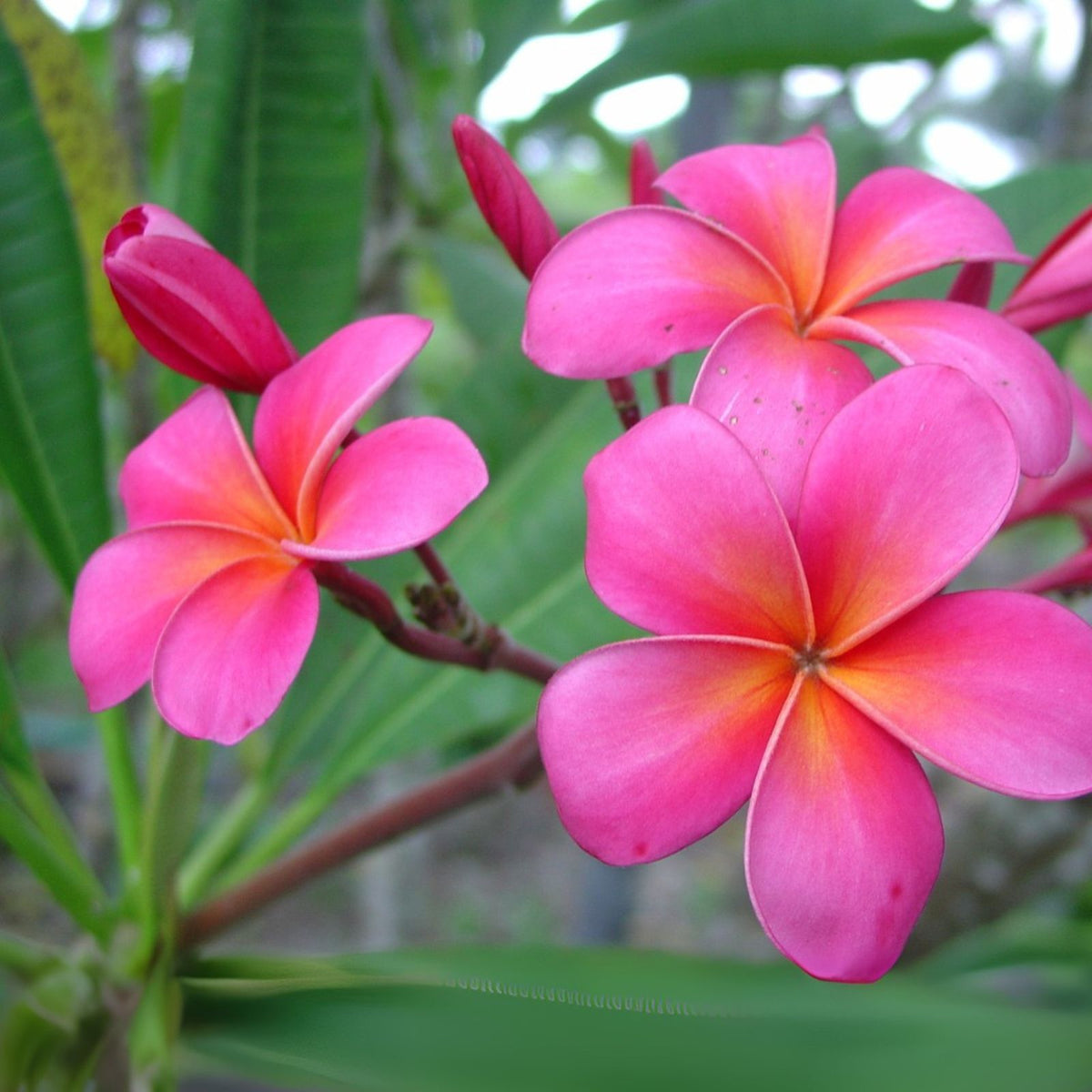 Pink Plumeria Cutting 10 Inch - Single Head Fresh Starter Cutting - Plumeria Rubra