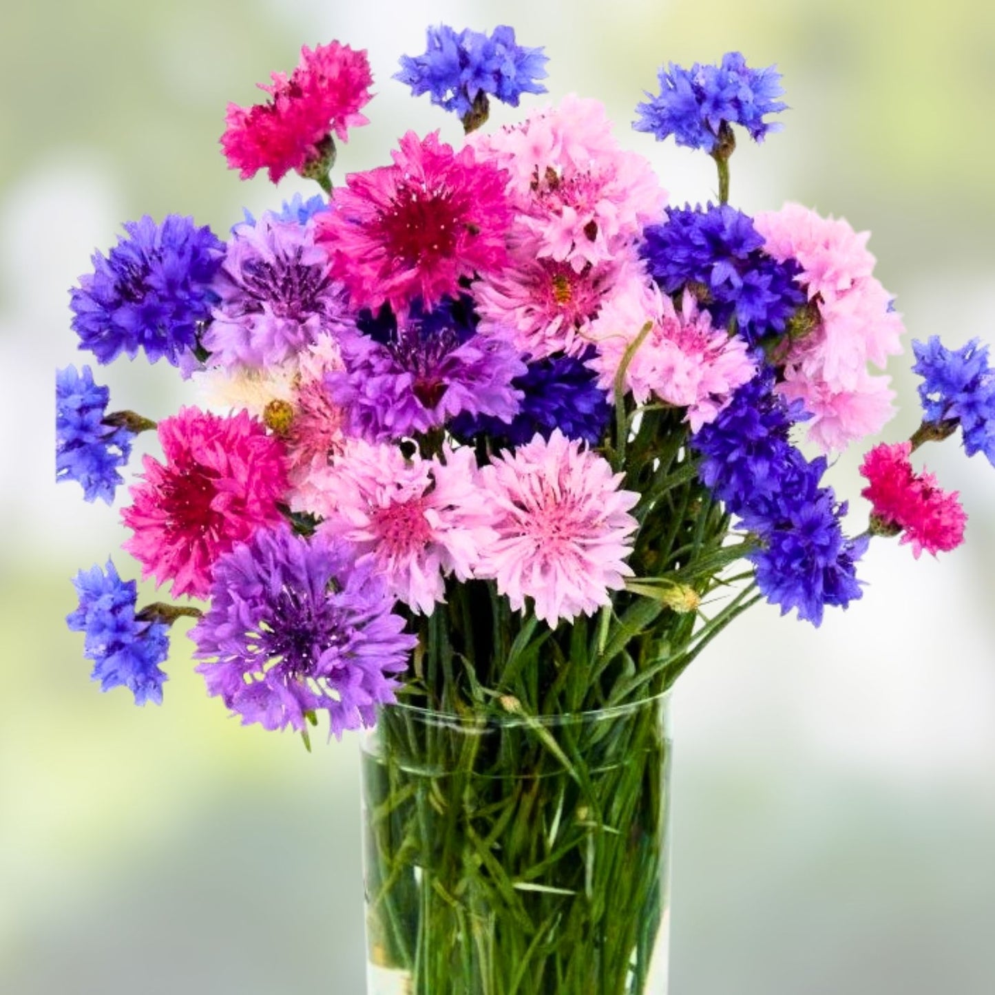 Dwarf Polka Dot Mix Bachelor Button Seeds – 500 Colorful Annual Flowers (Centaurea cyanus) for Garden, Wildflower, Cut Flower Planting
