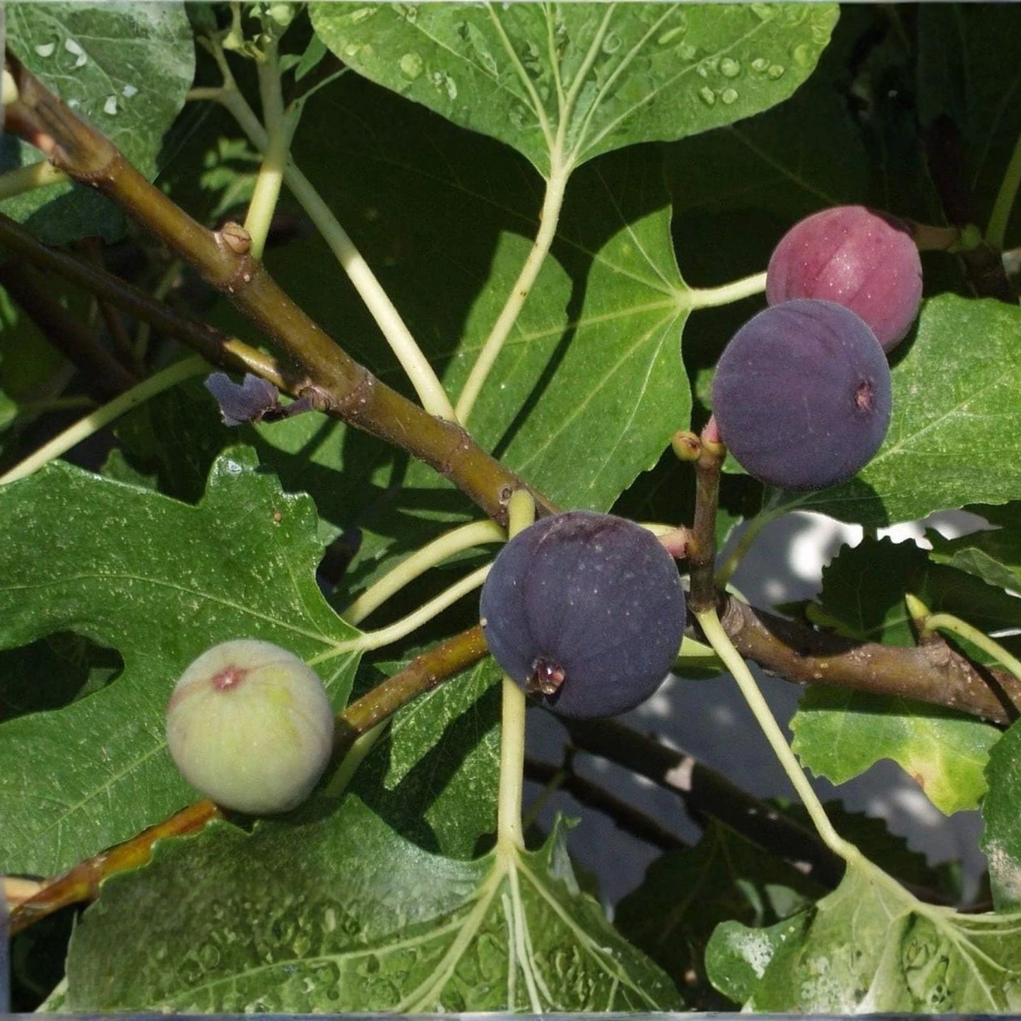 Live Black Fig Starter Plant 4" – Kathleen's Hardy Purple Fig – Ficus carica – Zone 6 Garden Plant