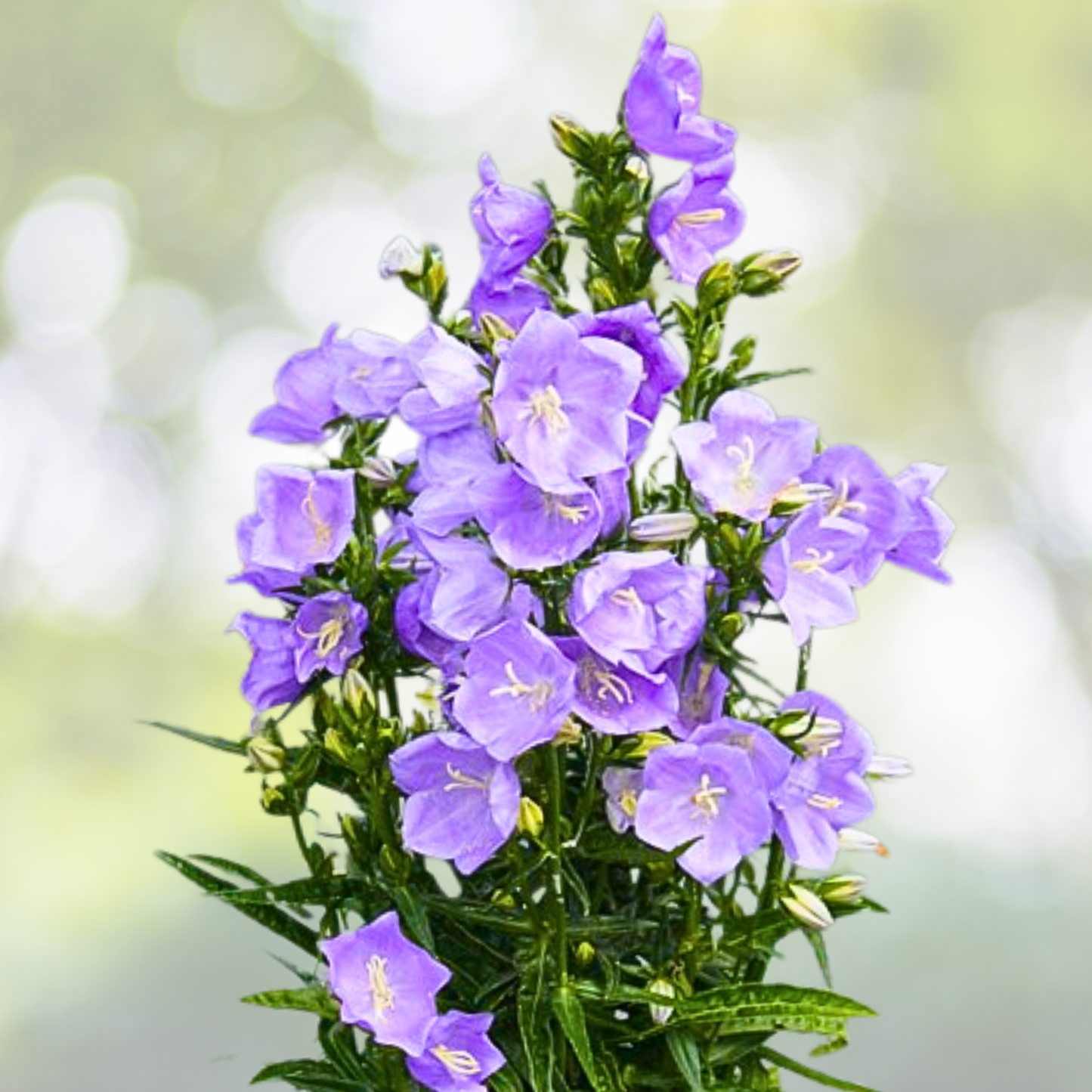 Starter Plant Campanula Persicifolia 'Blue' - Bellflower - Perennial Flowering Plant for Garden