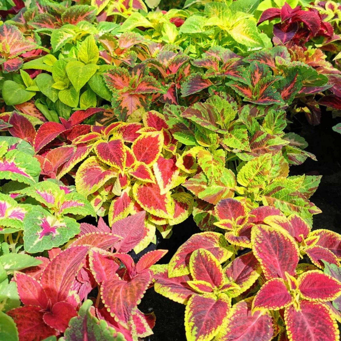 Coleus Seeds 500 Count Jazz Combo Mix - Bright Colorful Foliage Garden Plant Seeds - Coleus blumei